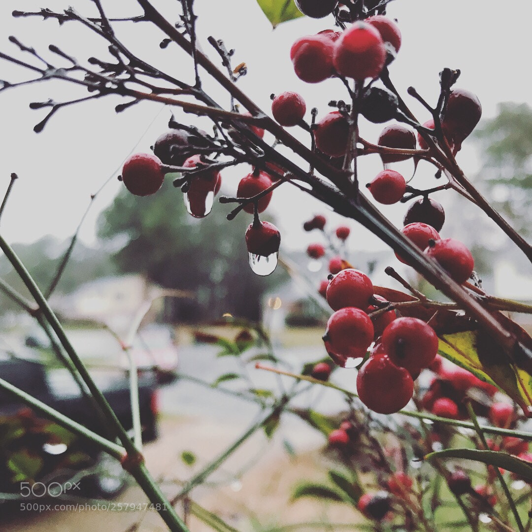 Apple iPhone 7 Plus sample photo. Untitled photography