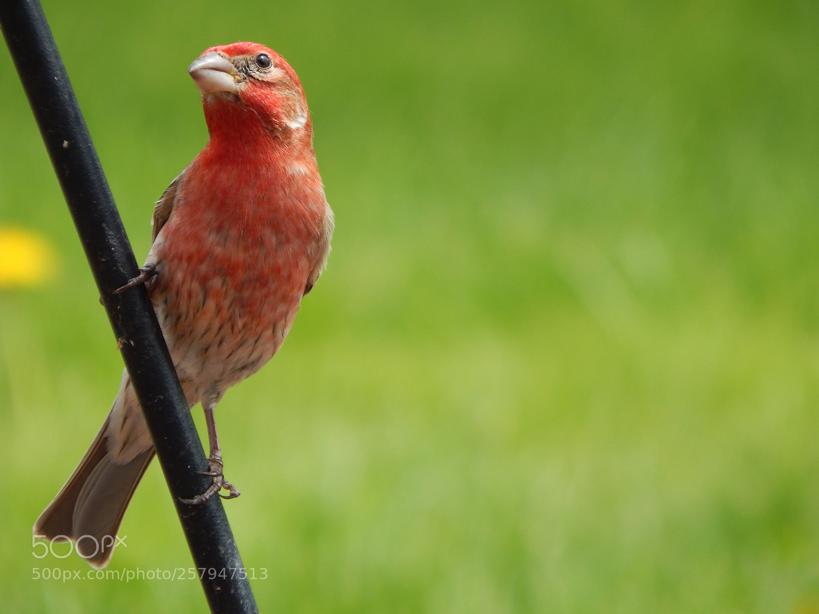 Nikon Coolpix L820 sample photo. Perched house finch photography