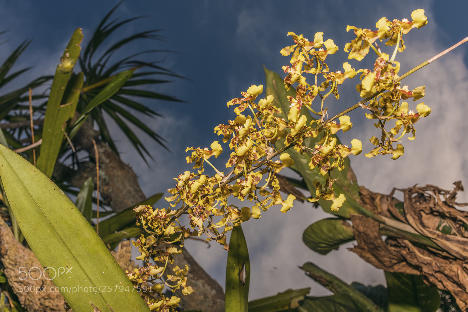 Nikon D3400 sample photo. Orchid
 photography