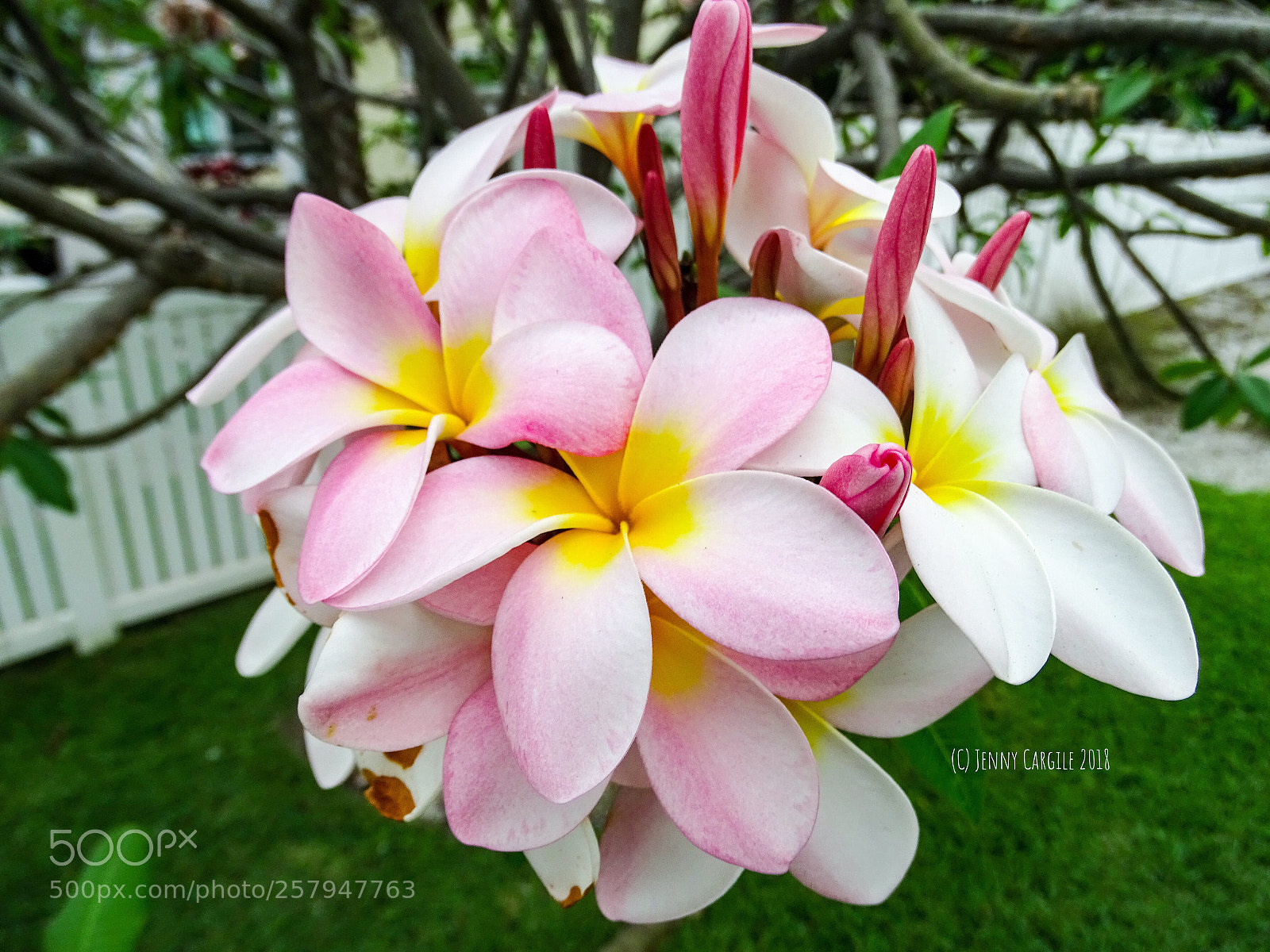 Sony Cyber-shot DSC-HX400V sample photo. Pretty pink white plumeria photography