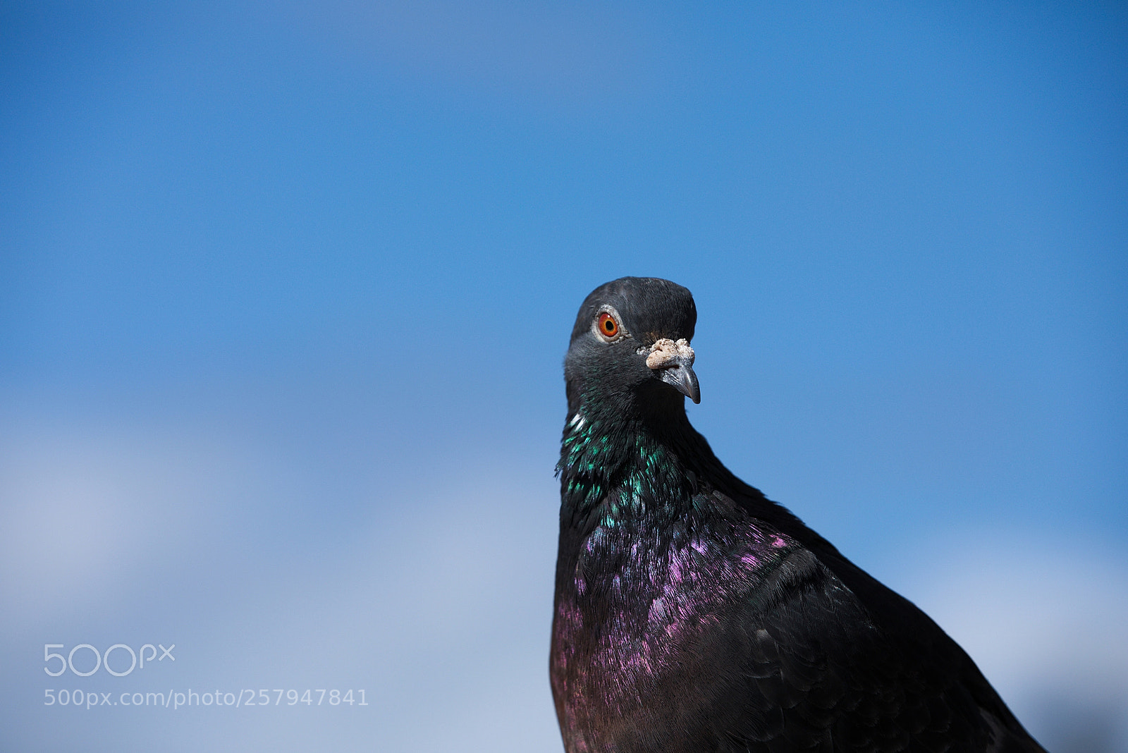 Canon EOS 5D Mark IV sample photo. Glorious rock dove photography