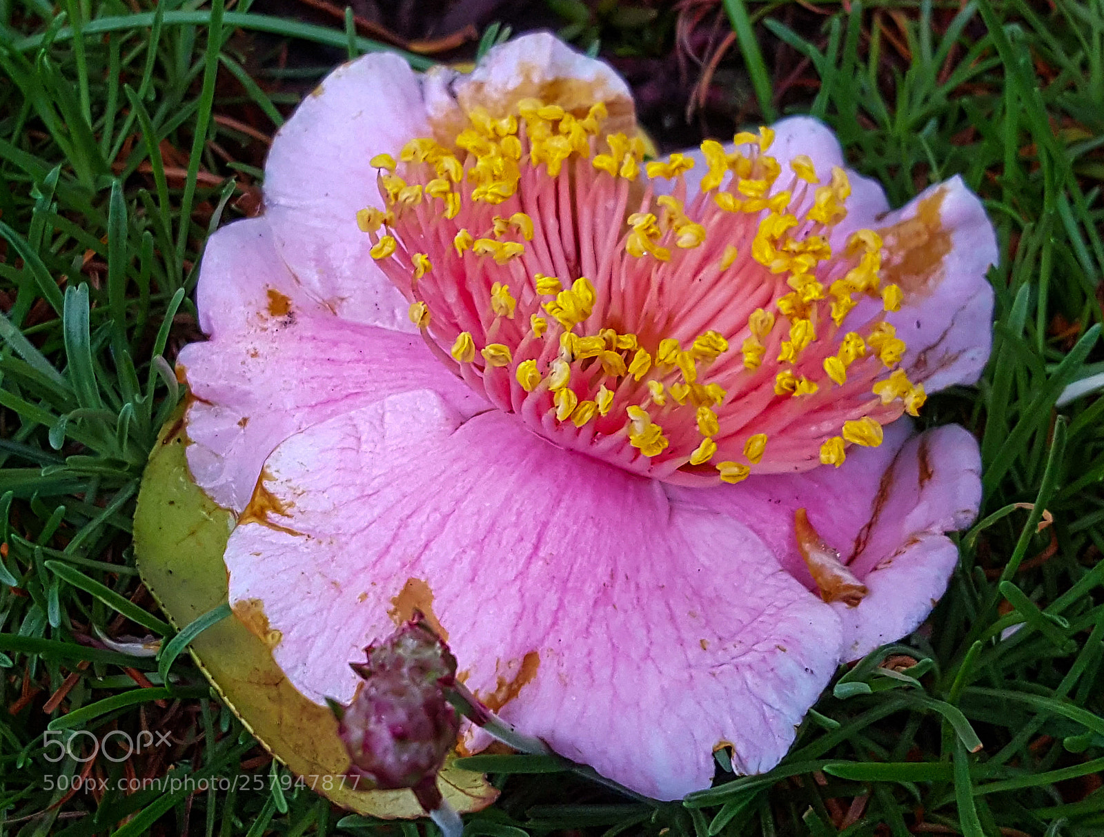 Samsung GALAXY S6 edge sample photo. Fallen blossom photography