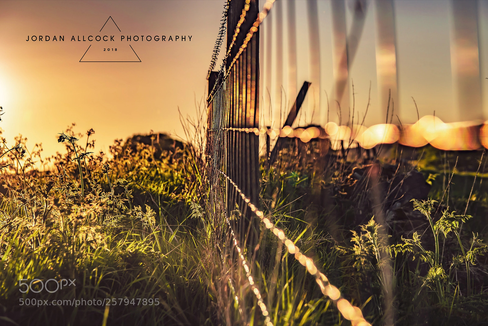 Nikon D5500 sample photo. Amongst the sunset photography