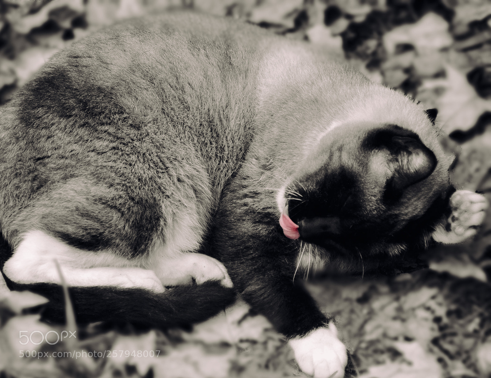 Nikon D3100 sample photo. Pink photography