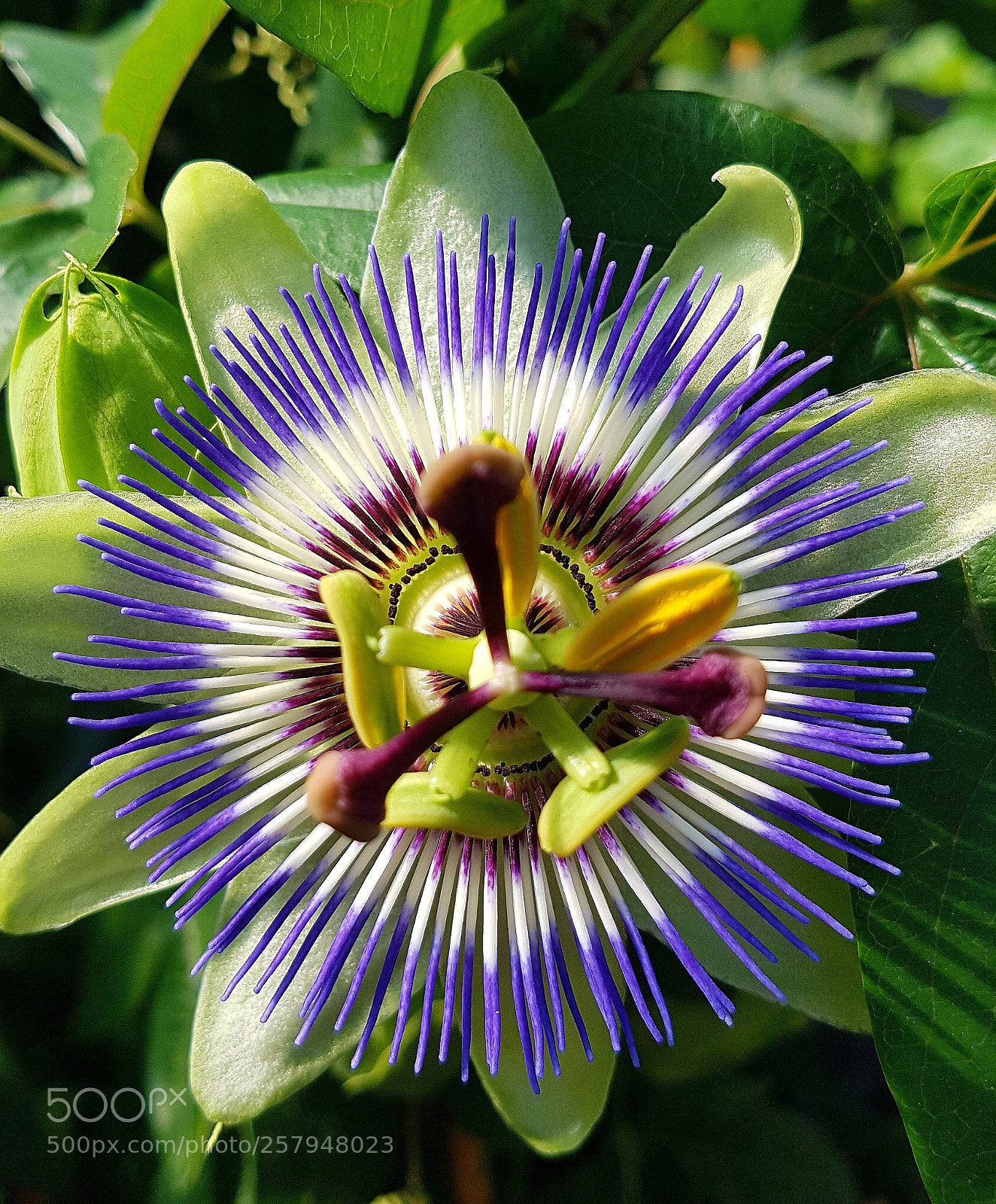Samsung Galaxy S7 Edge sample photo. Nameless flower photography