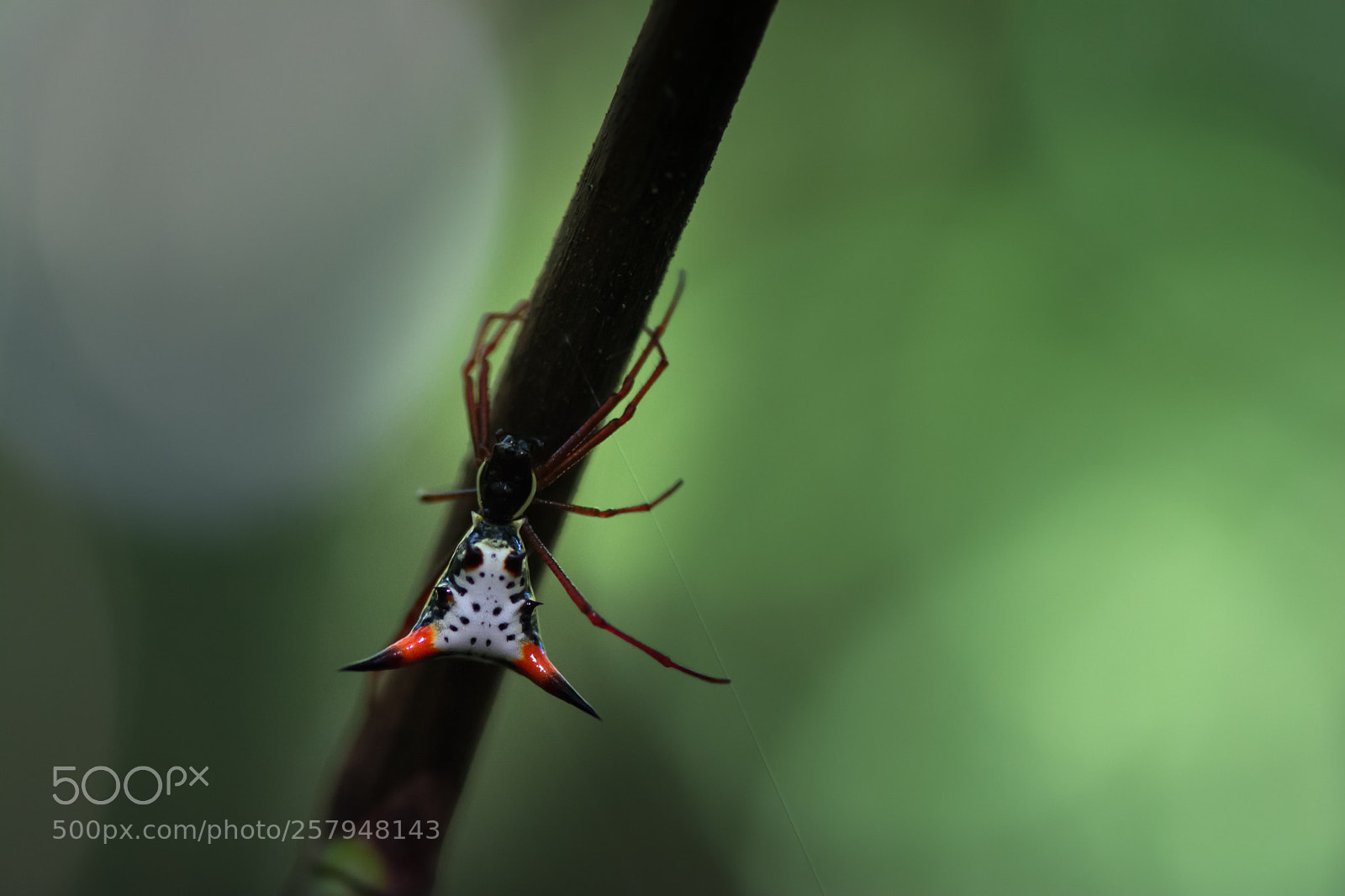 Nikon D5200 sample photo. A graceful amazon thorn photography