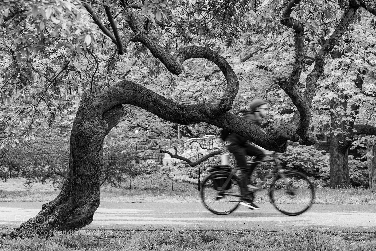 Nikon D750 sample photo. Cherry bike photography