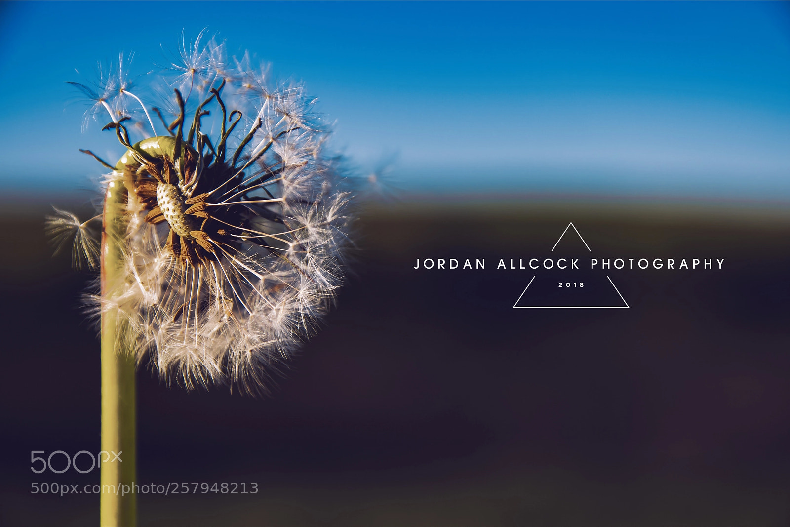 Nikon D5500 sample photo. Dandelion blowing in the photography