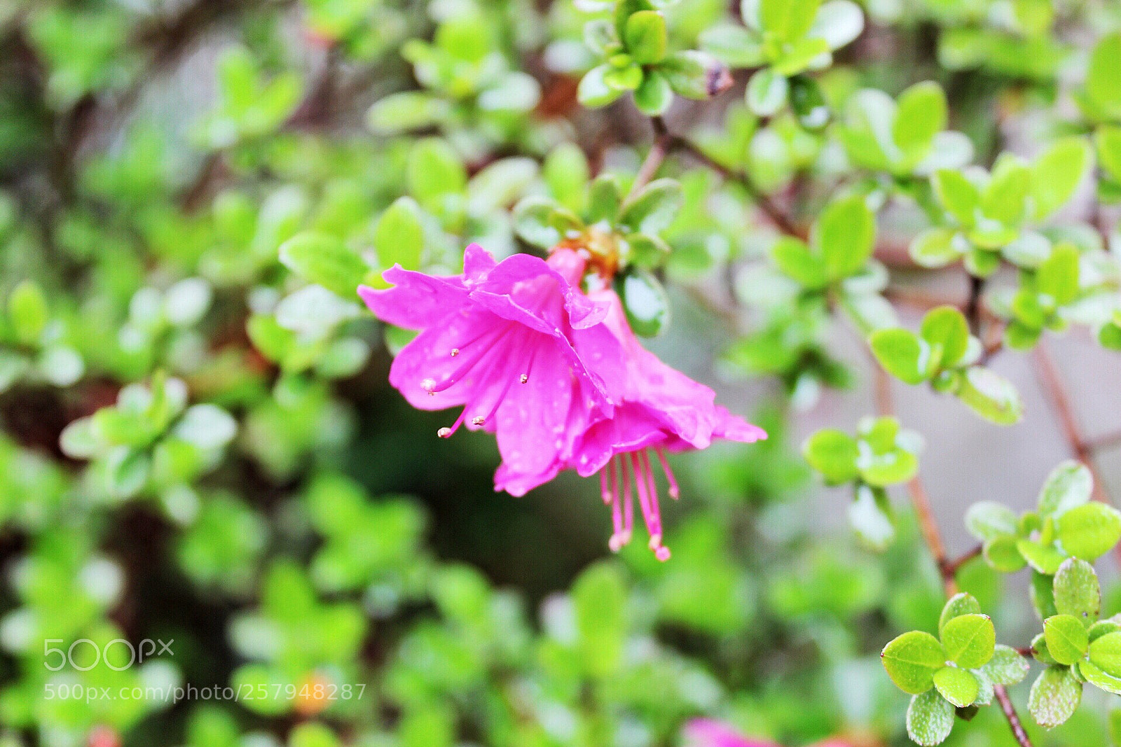 Canon EOS 1300D (EOS Rebel T6 / EOS Kiss X80) sample photo. . photography