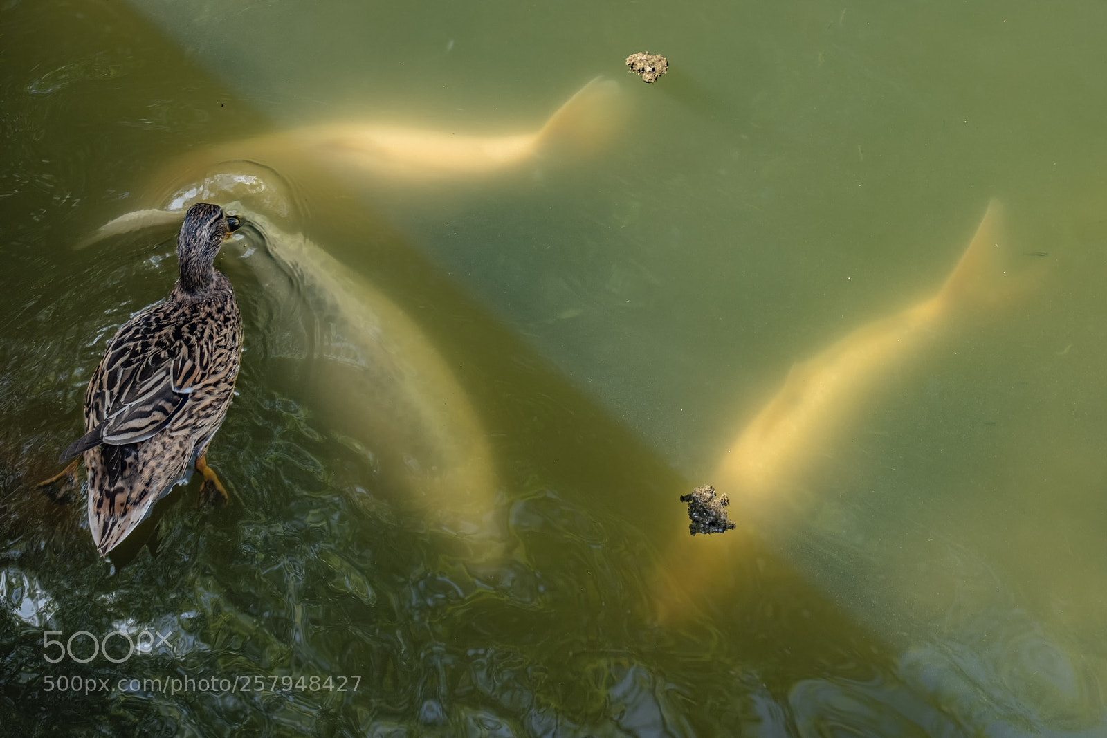Fujifilm X-T2 sample photo. Duck & carps photography