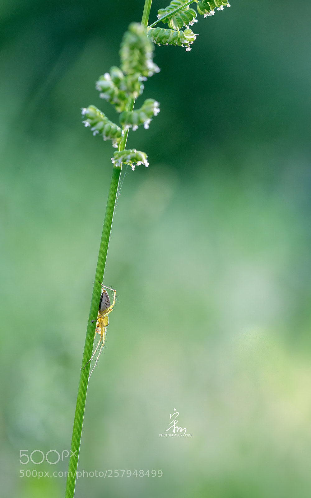 Sony a7R II sample photo. Untitled photography