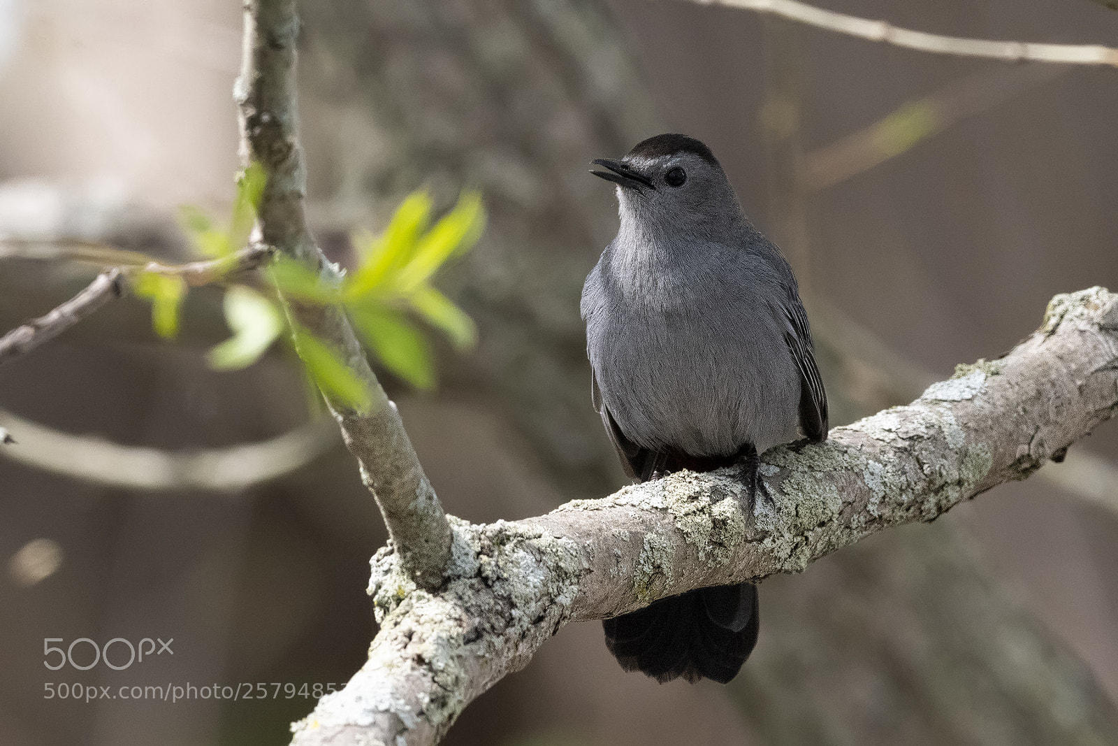 Nikon D850 sample photo. Gray catbird photography