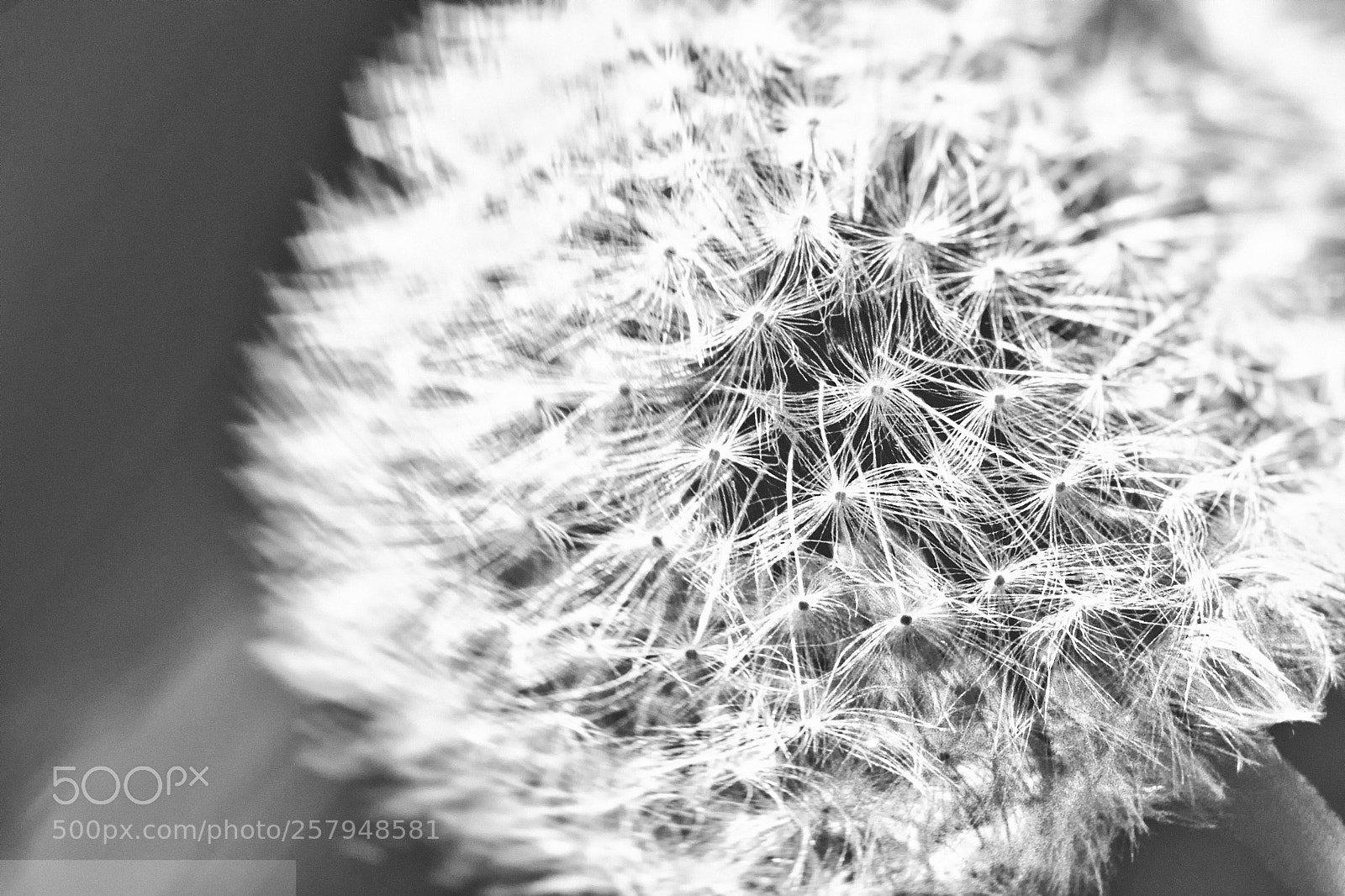 Canon EOS 450D (EOS Rebel XSi / EOS Kiss X2) sample photo. Abstract dandelion clock photography