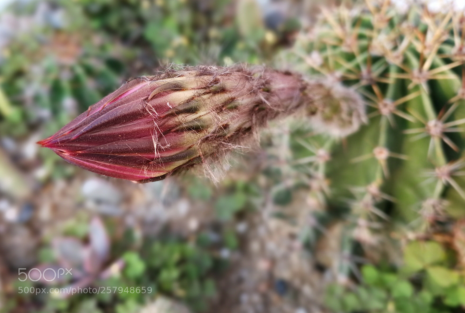 HUAWEI Mate 9 sample photo. Untitled photography