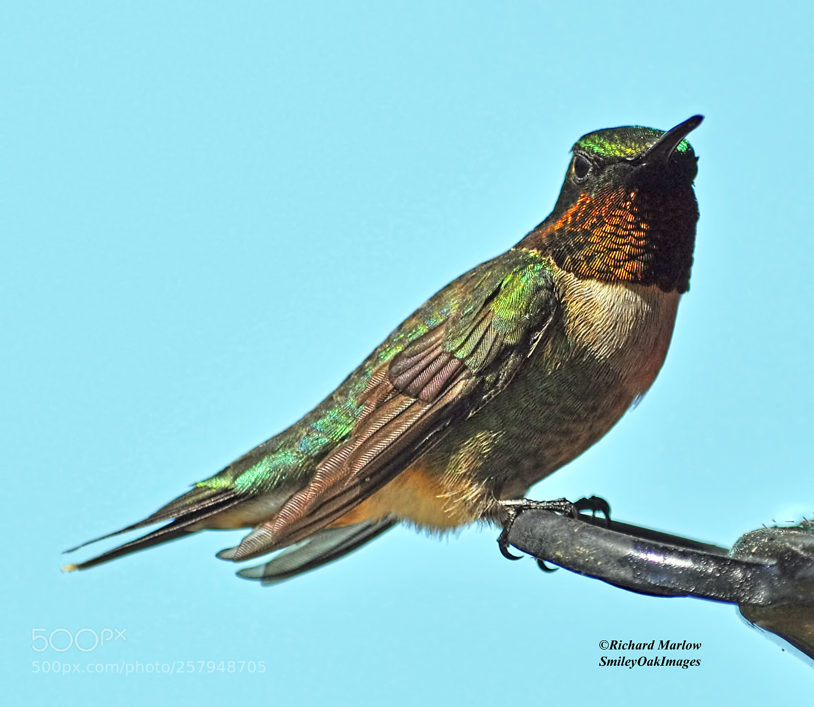 Nikon D5000 sample photo. Hummingbird photography