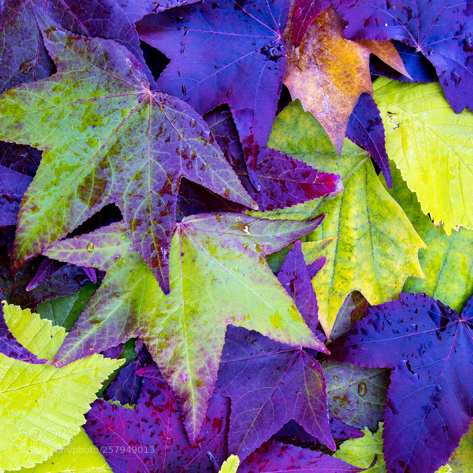 Nikon D7200 sample photo. Autumn leaves photography