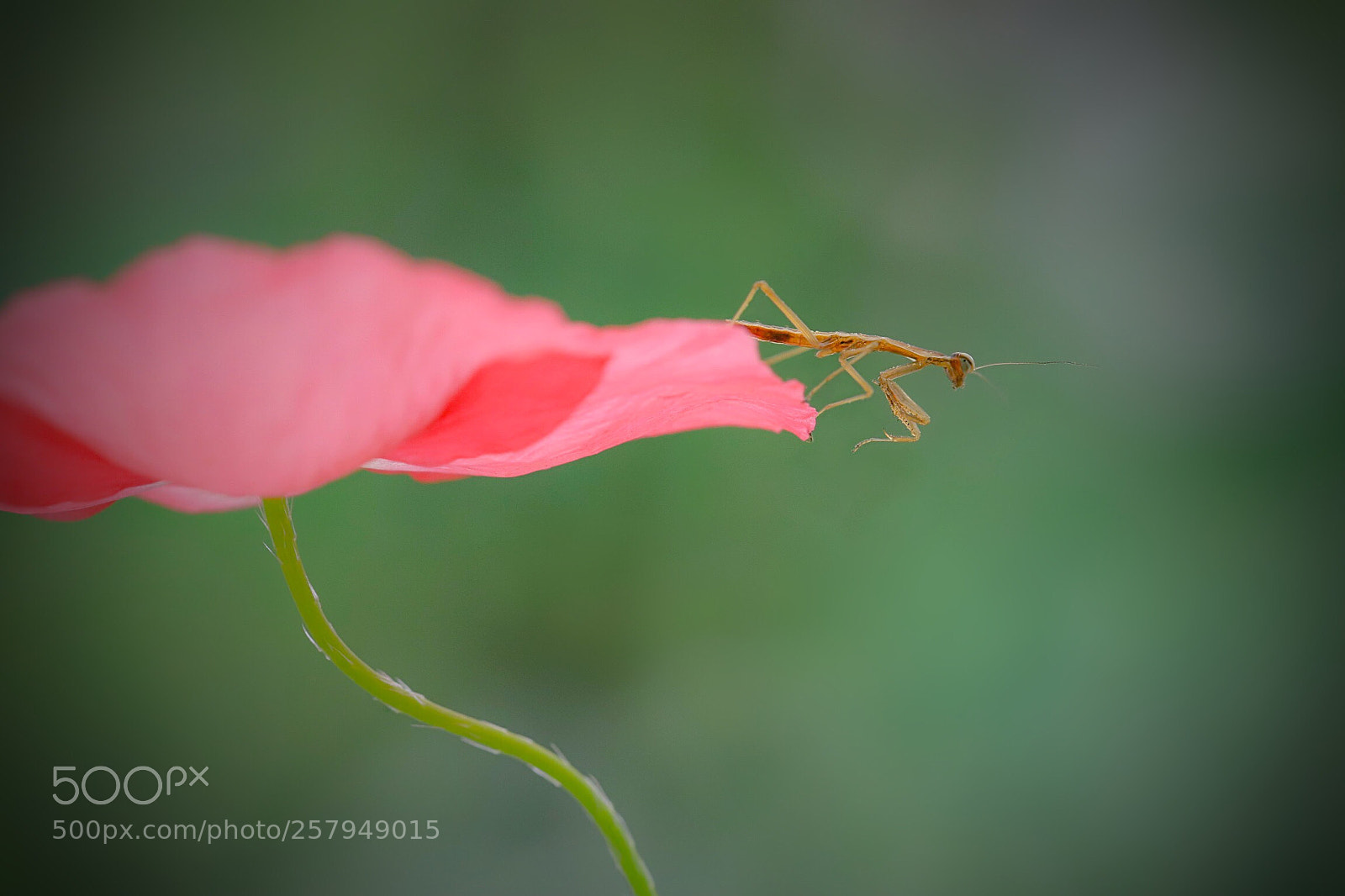 Canon EOS 6D Mark II sample photo. It is very delicate photography