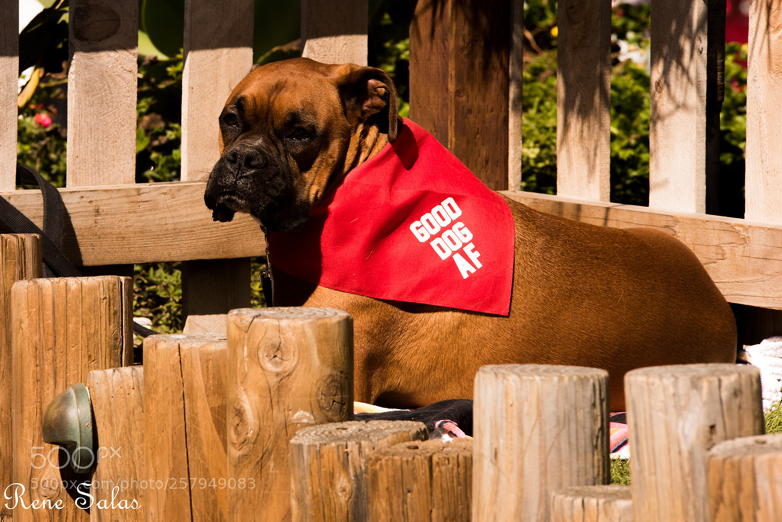 Nikon D810 sample photo. Lovedogs1 photography