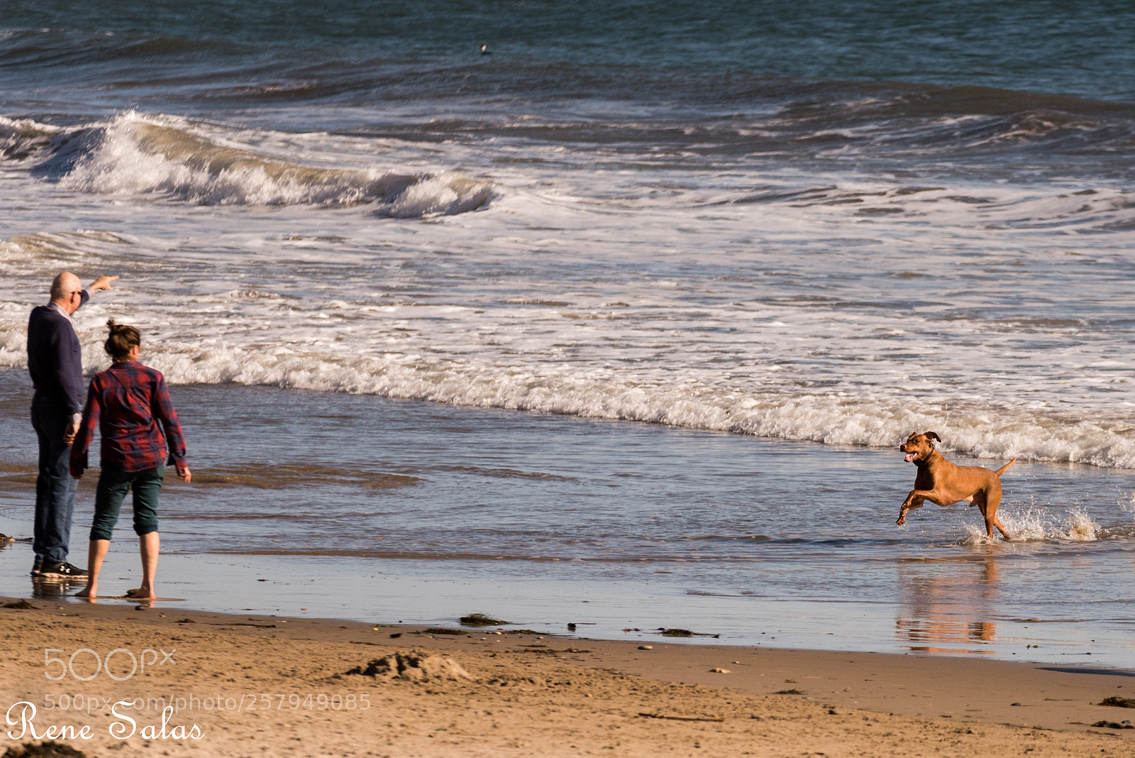 Nikon D810 sample photo. Lovedogs2 photography