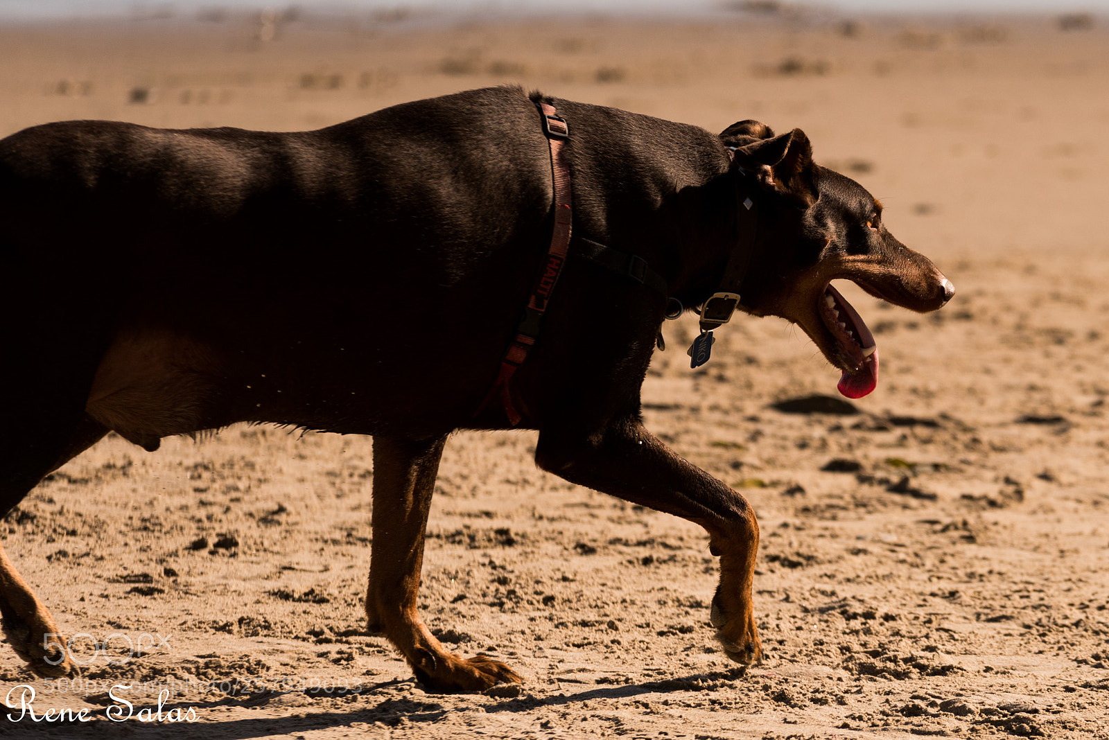 Nikon D810 sample photo. Lovedogs3 photography