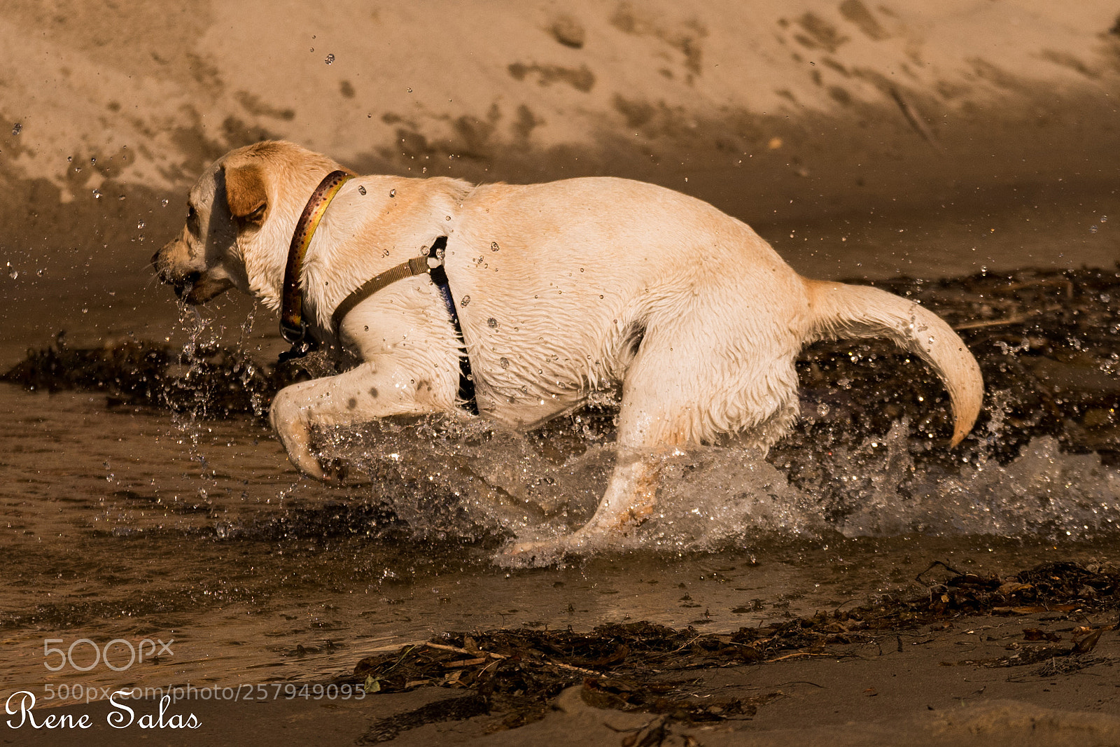 Nikon D810 sample photo. Lovedogs4 photography