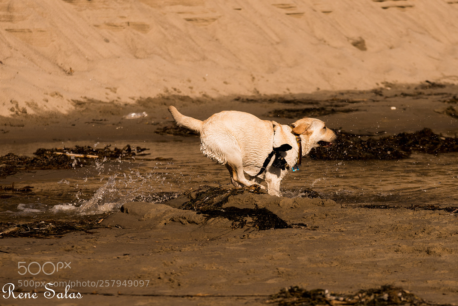 Nikon D810 sample photo. Lovedogs5 photography