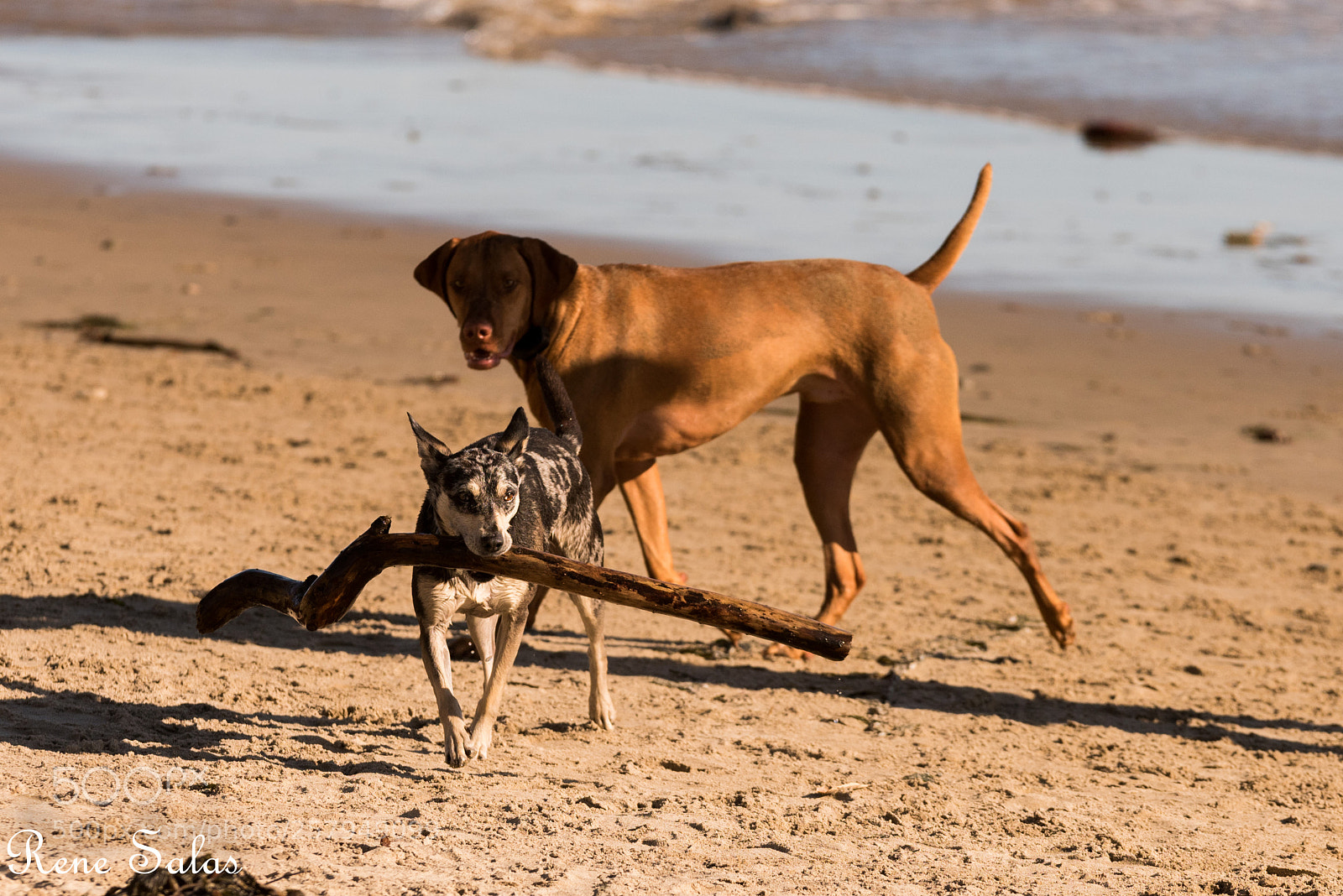 Nikon D810 sample photo. Lovedogs7 photography