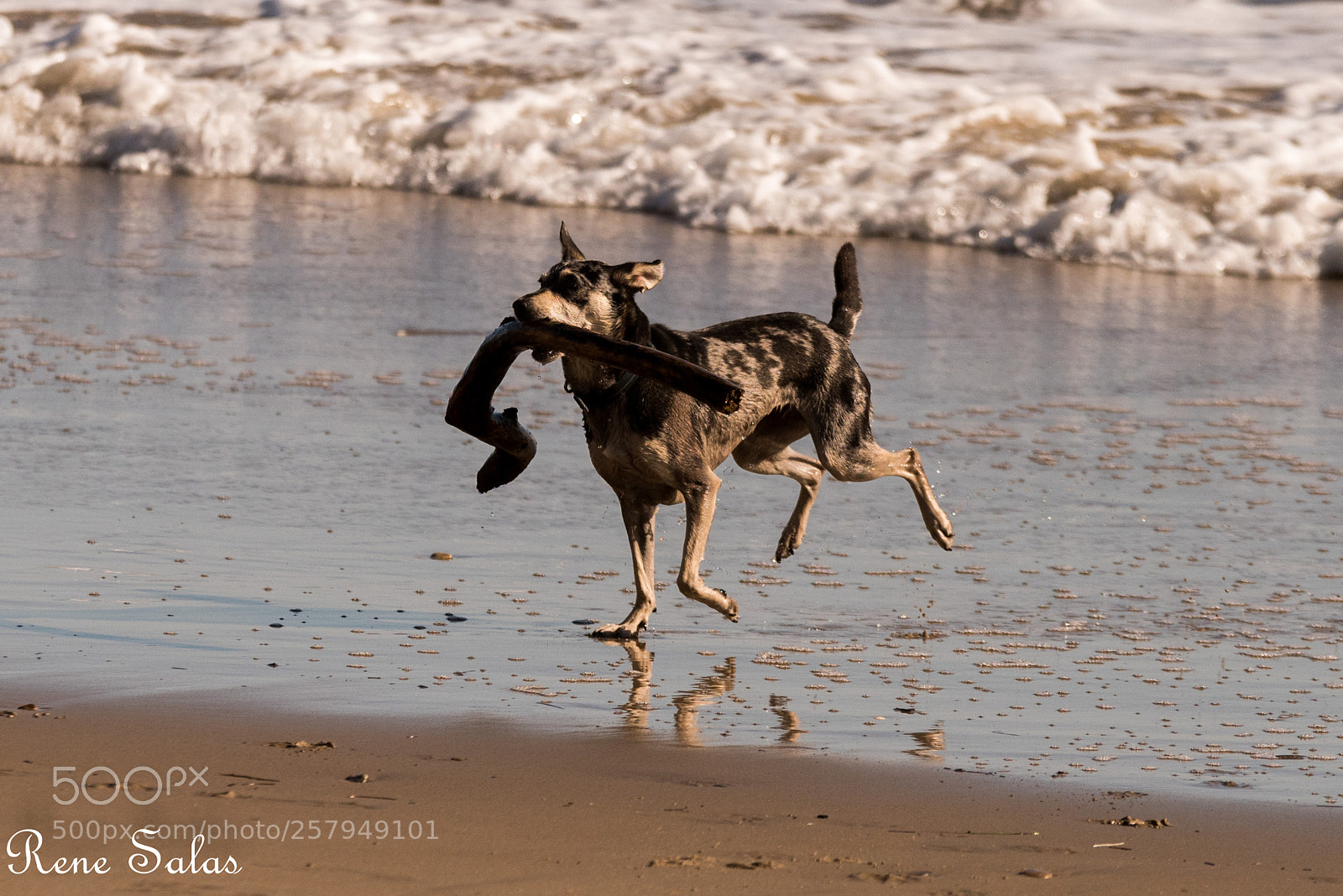 Nikon D810 sample photo. Lovedogs6 photography
