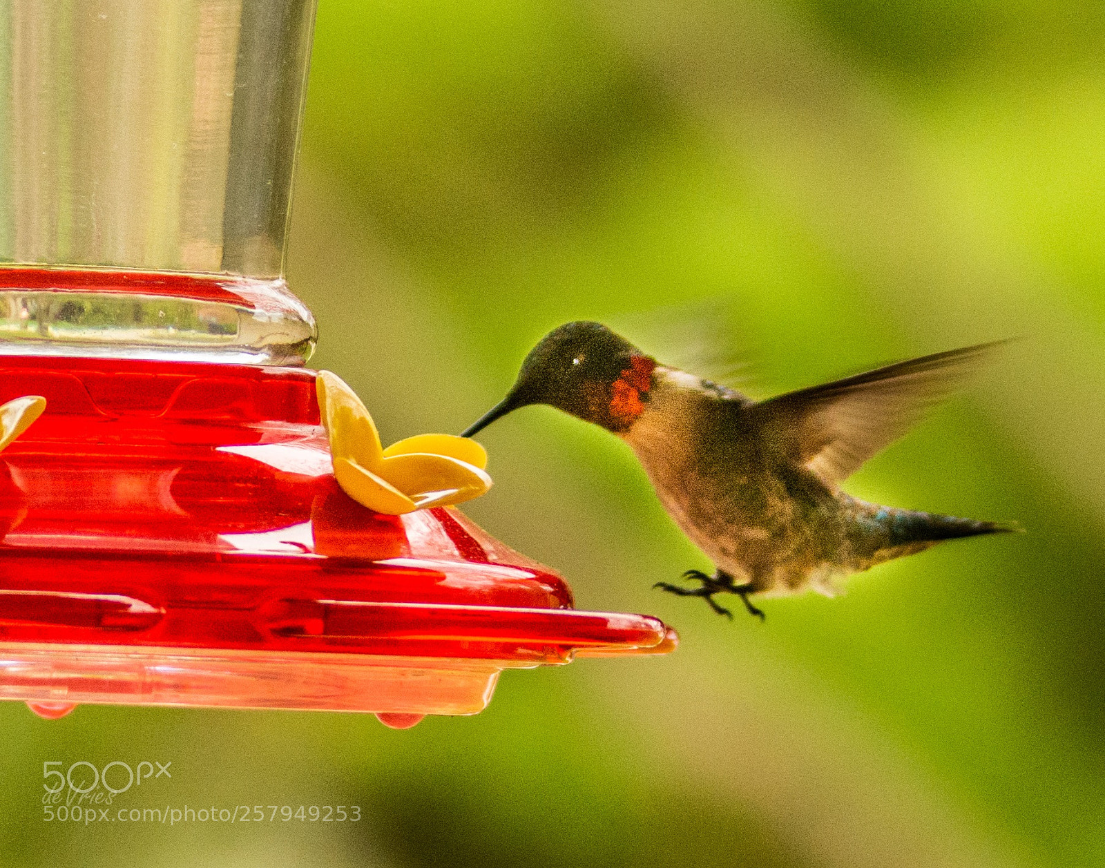 Nikon D7100 sample photo. Landing gear down . . . photography