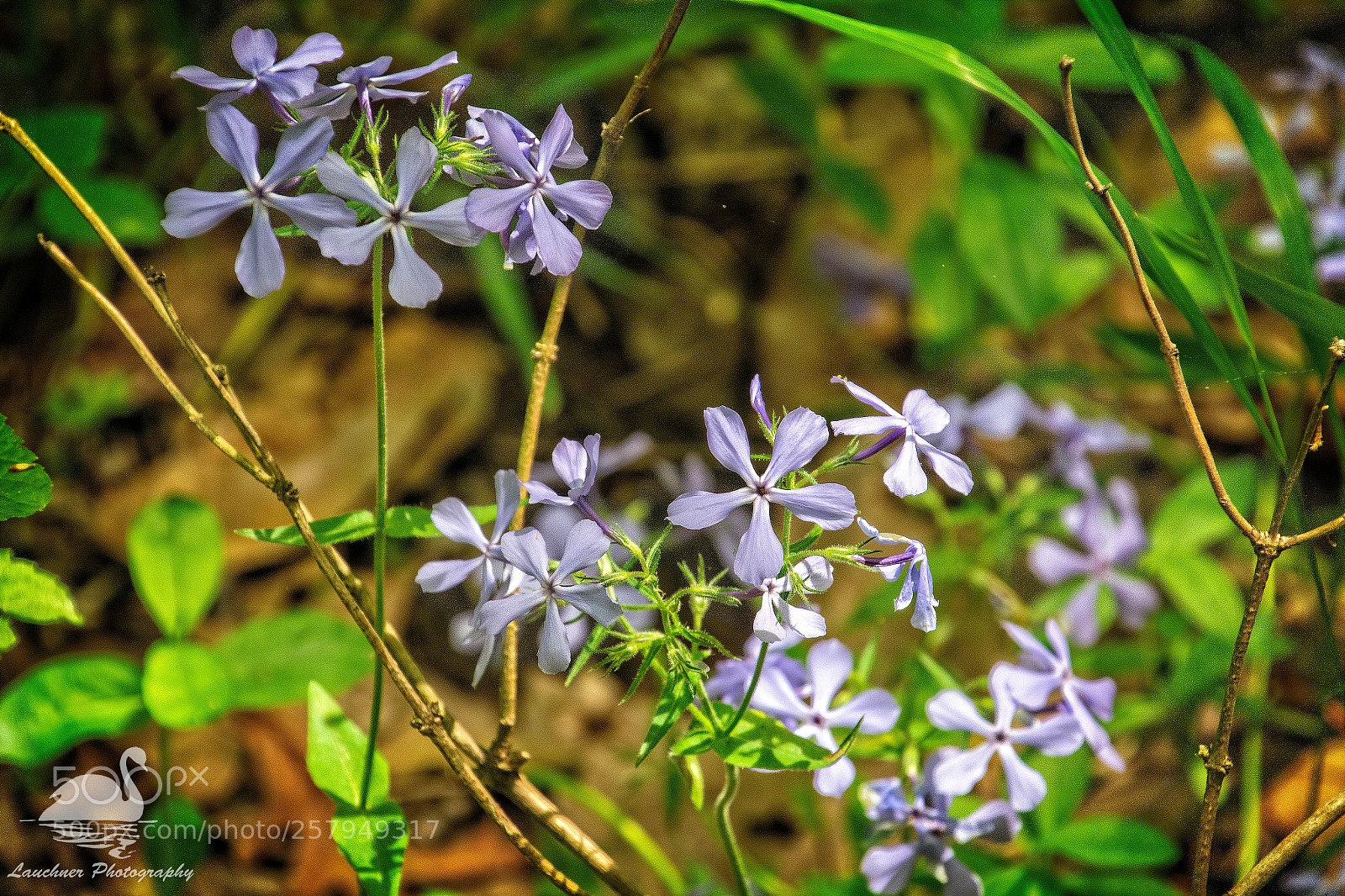 Nikon D5200 sample photo. Wildflowers photography