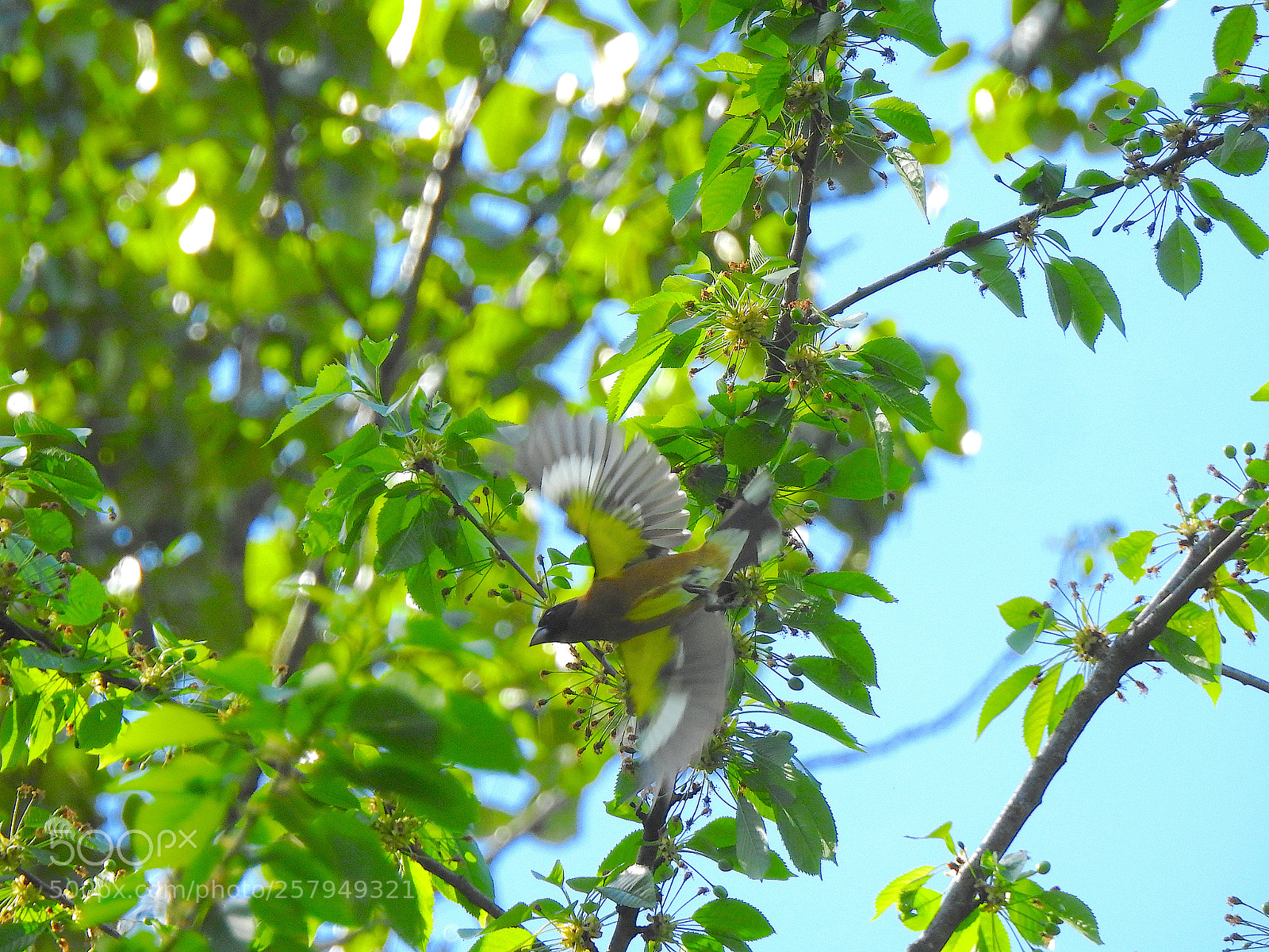 Nikon Coolpix P900 sample photo. Black-headed grosbeak photography