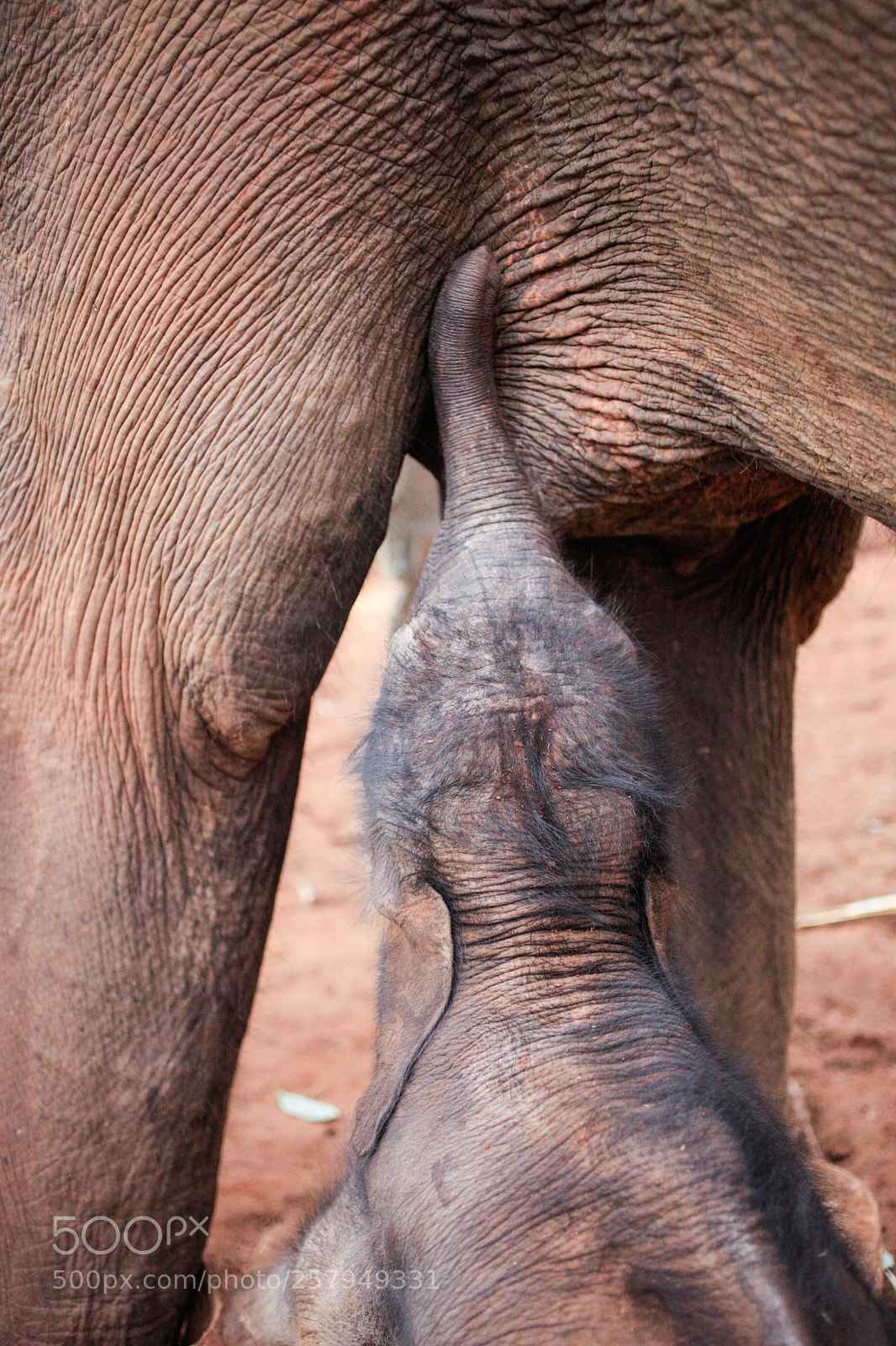 Canon EOS 5D Mark II sample photo. Mama and baby photography