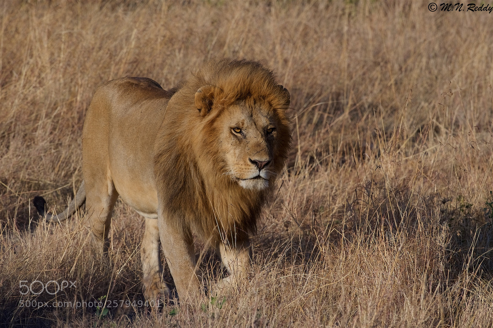 Nikon D5 sample photo. Lion photography