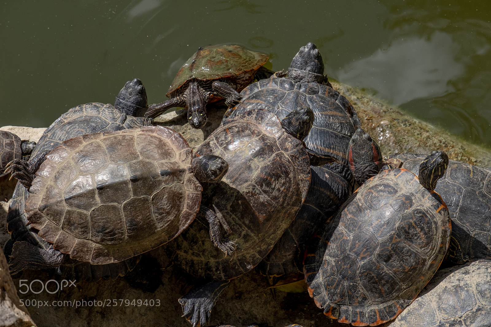 Fujifilm X-T2 sample photo. Turtle riviera photography
