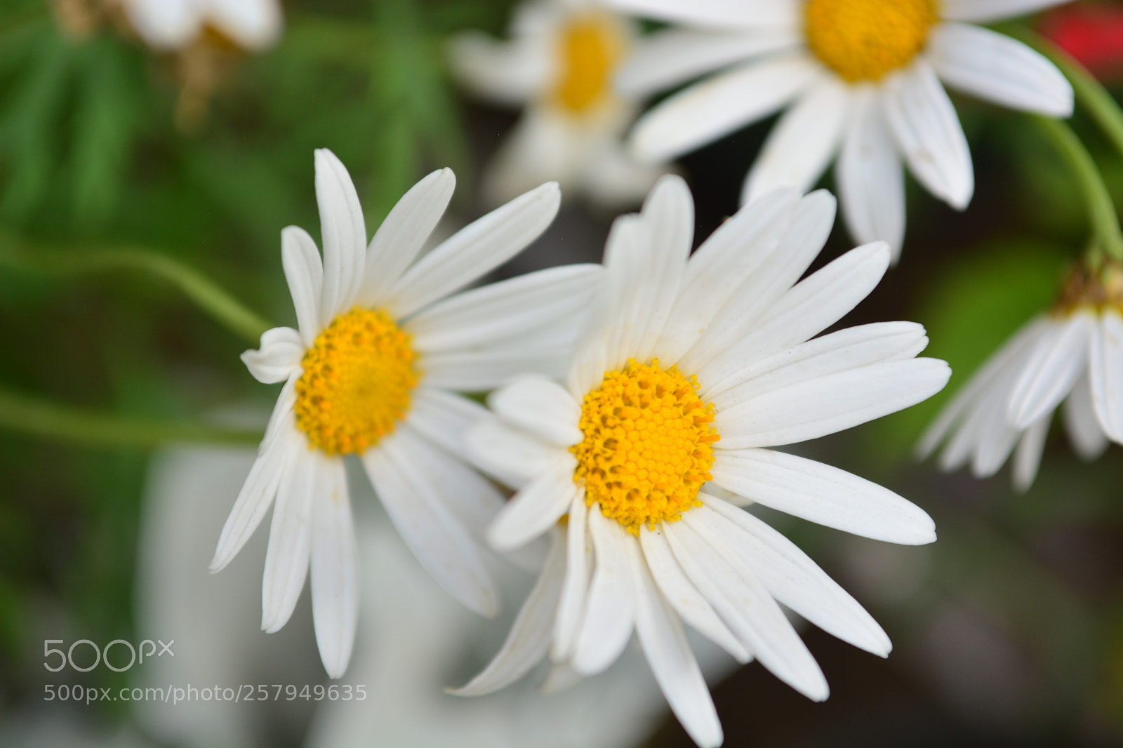 Nikon D5200 sample photo. Untitled photography