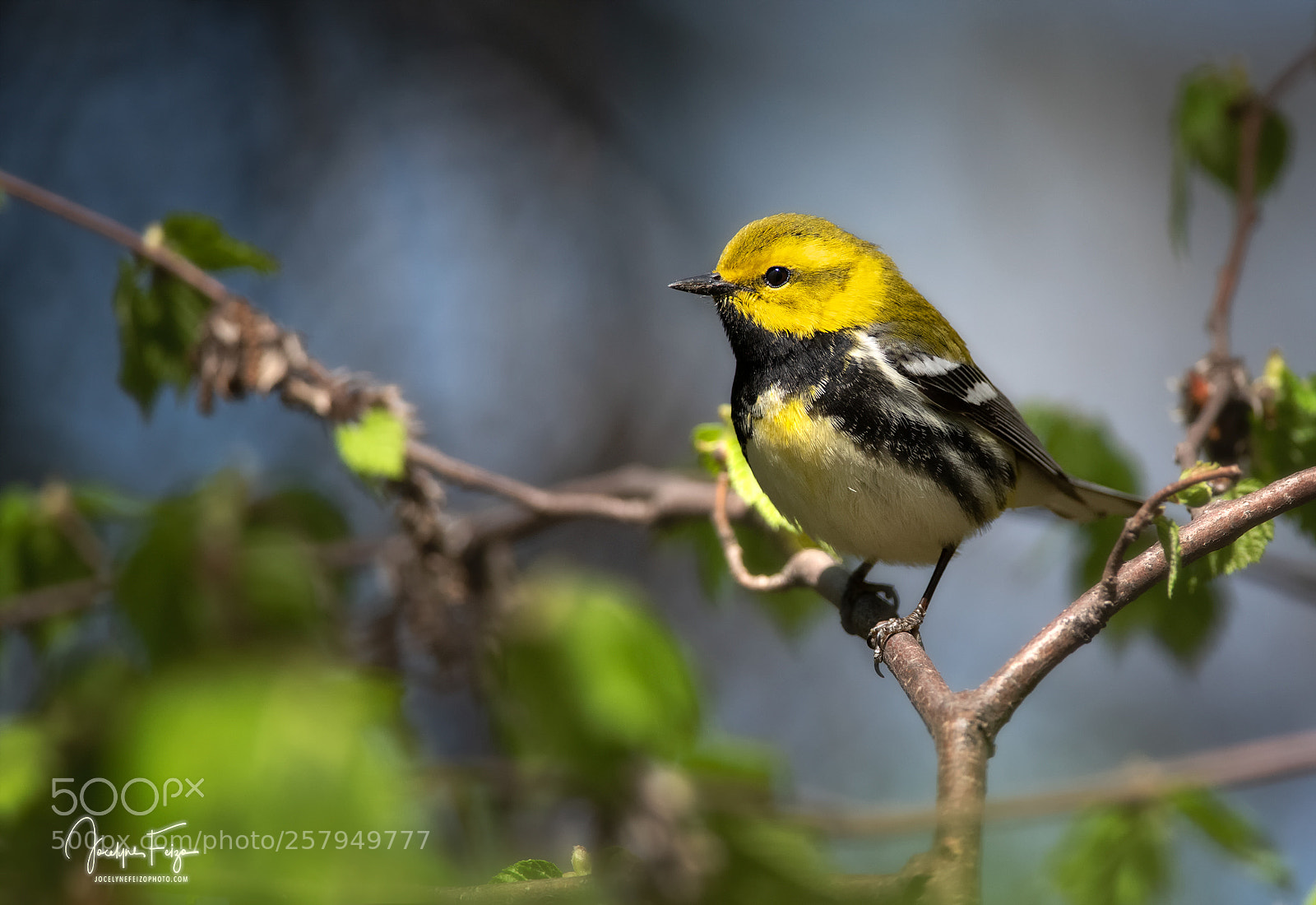 Nikon D750 sample photo. Black-throated green warbler photography