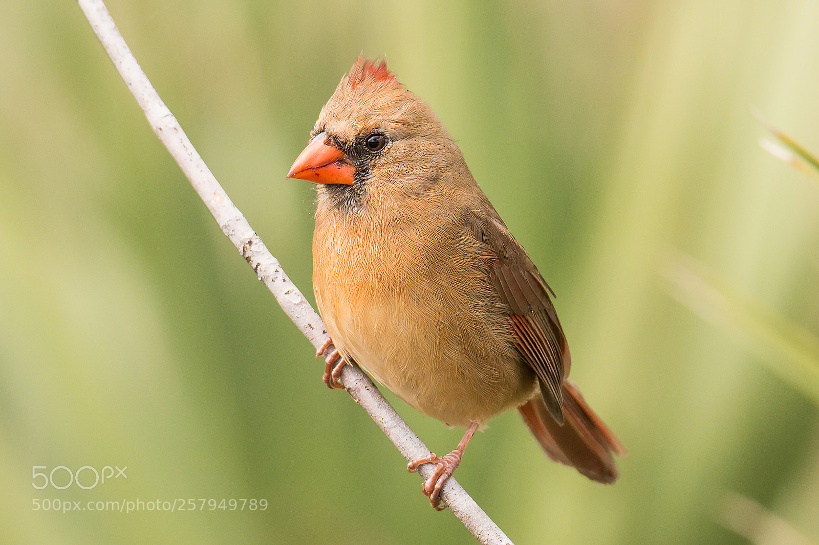 Canon EOS 70D sample photo. Northern cardinal, female cardinalis photography