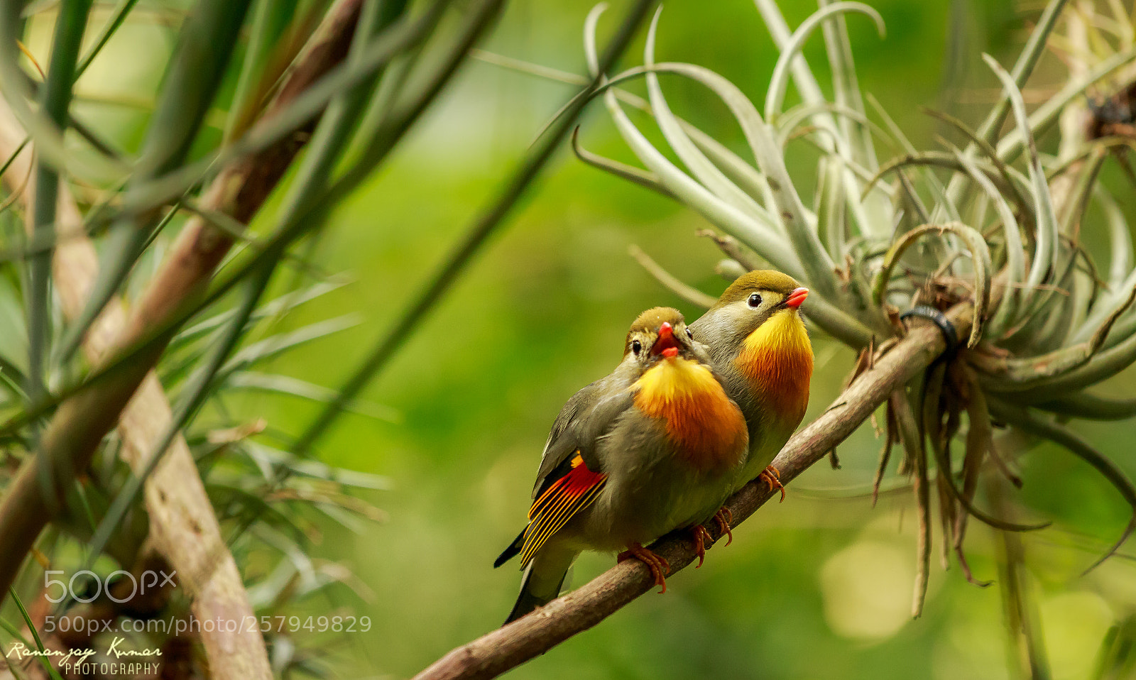 Canon EOS 70D sample photo. Pair photography