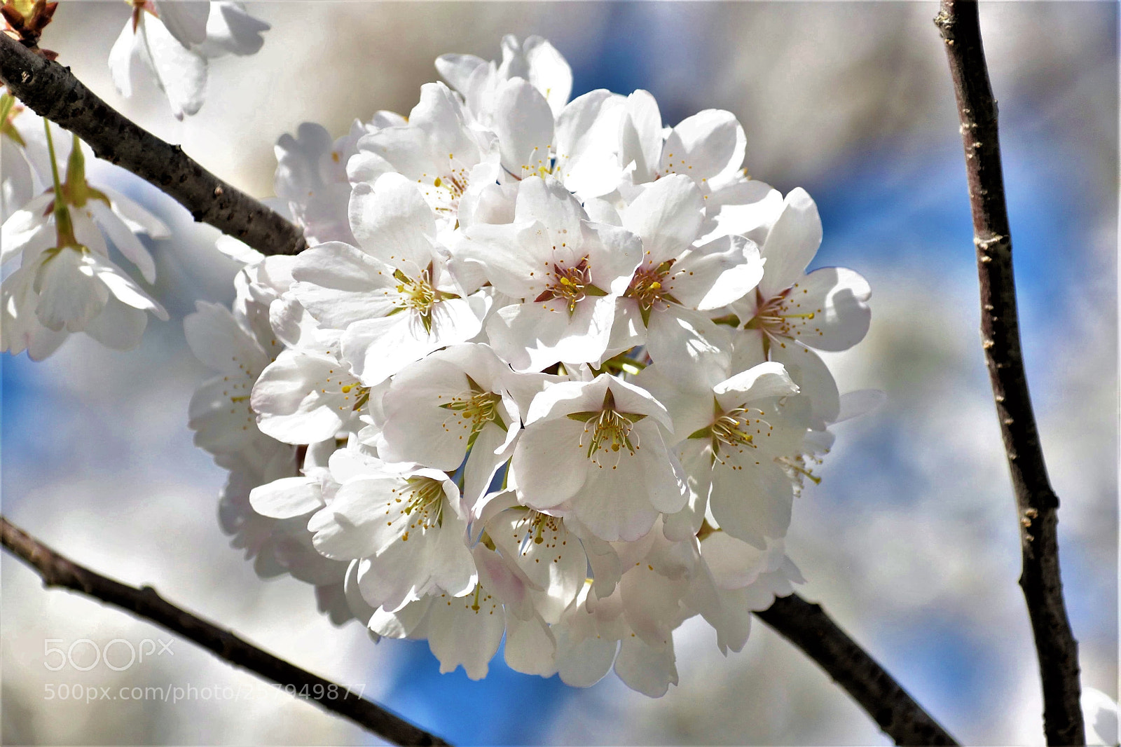 Nikon D5500 sample photo. Cherry blossoms photography