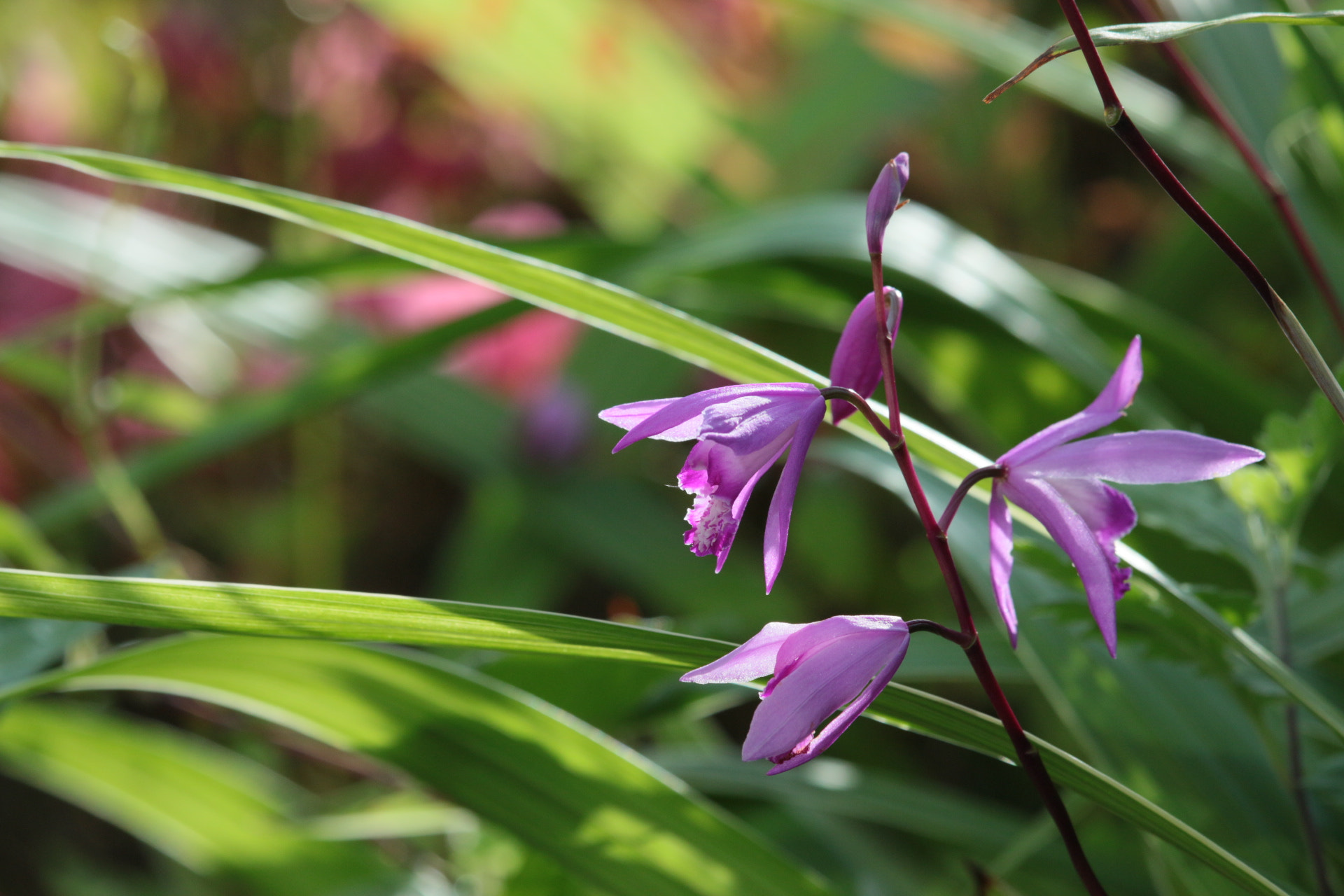 Canon EF-S 55-250mm F4-5.6 IS STM sample photo. Hyacinth orchid photography