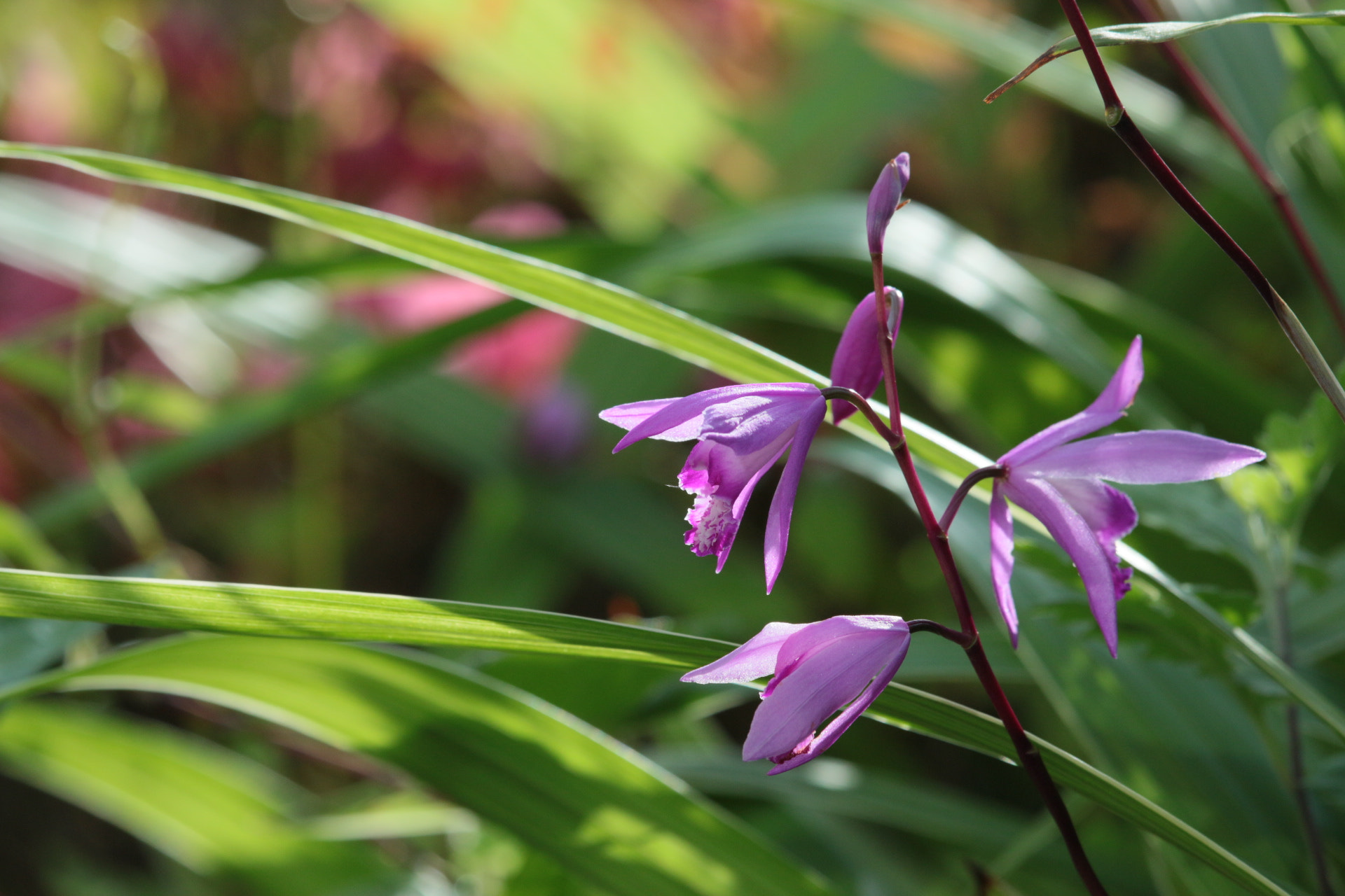 Canon EOS 70D + Canon EF-S 55-250mm F4-5.6 IS STM sample photo. Hyacinth orchid photography