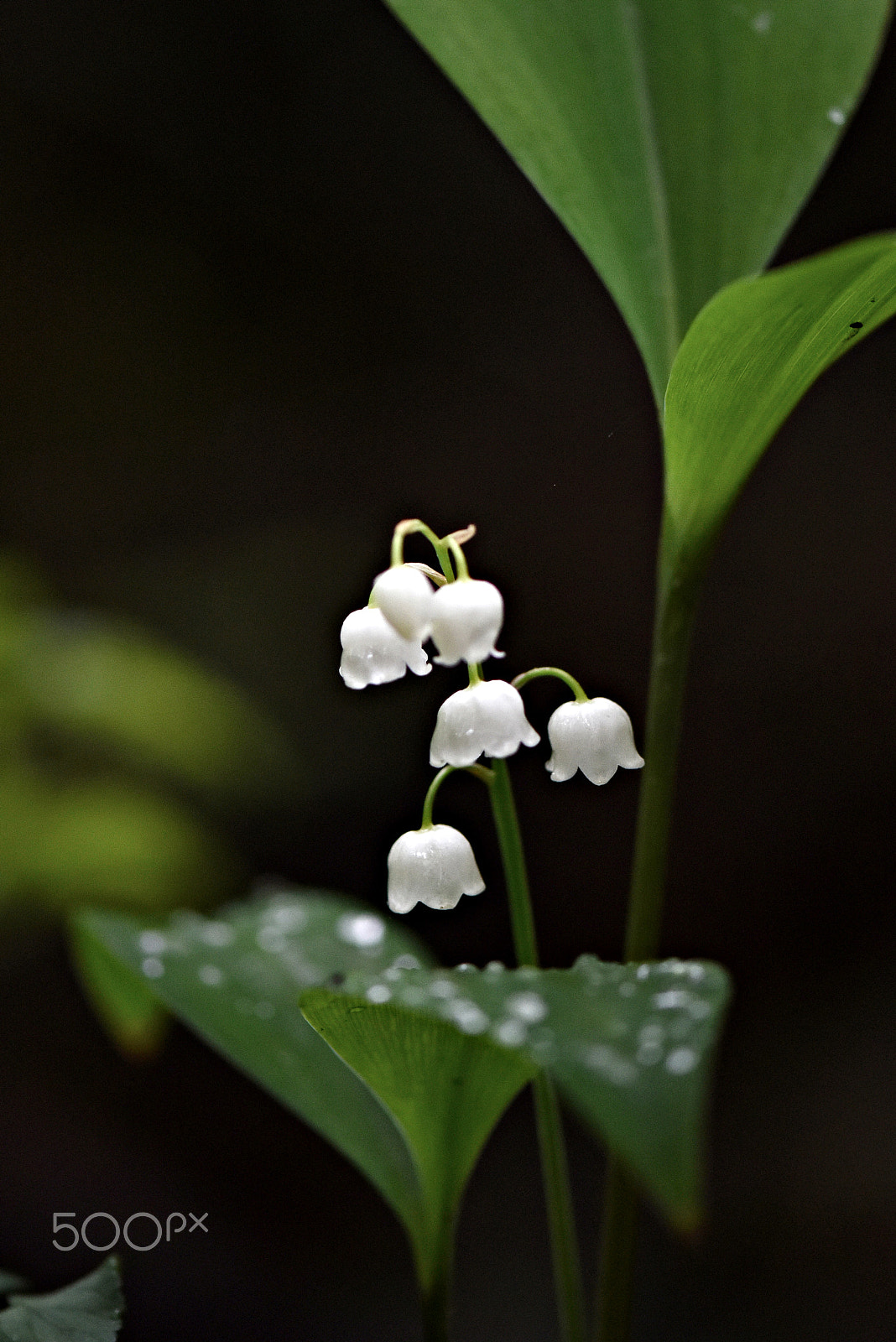 Nikon AF-S Micro-Nikkor 105mm F2.8G IF-ED VR sample photo. Wildflower(lily of the valley) photography