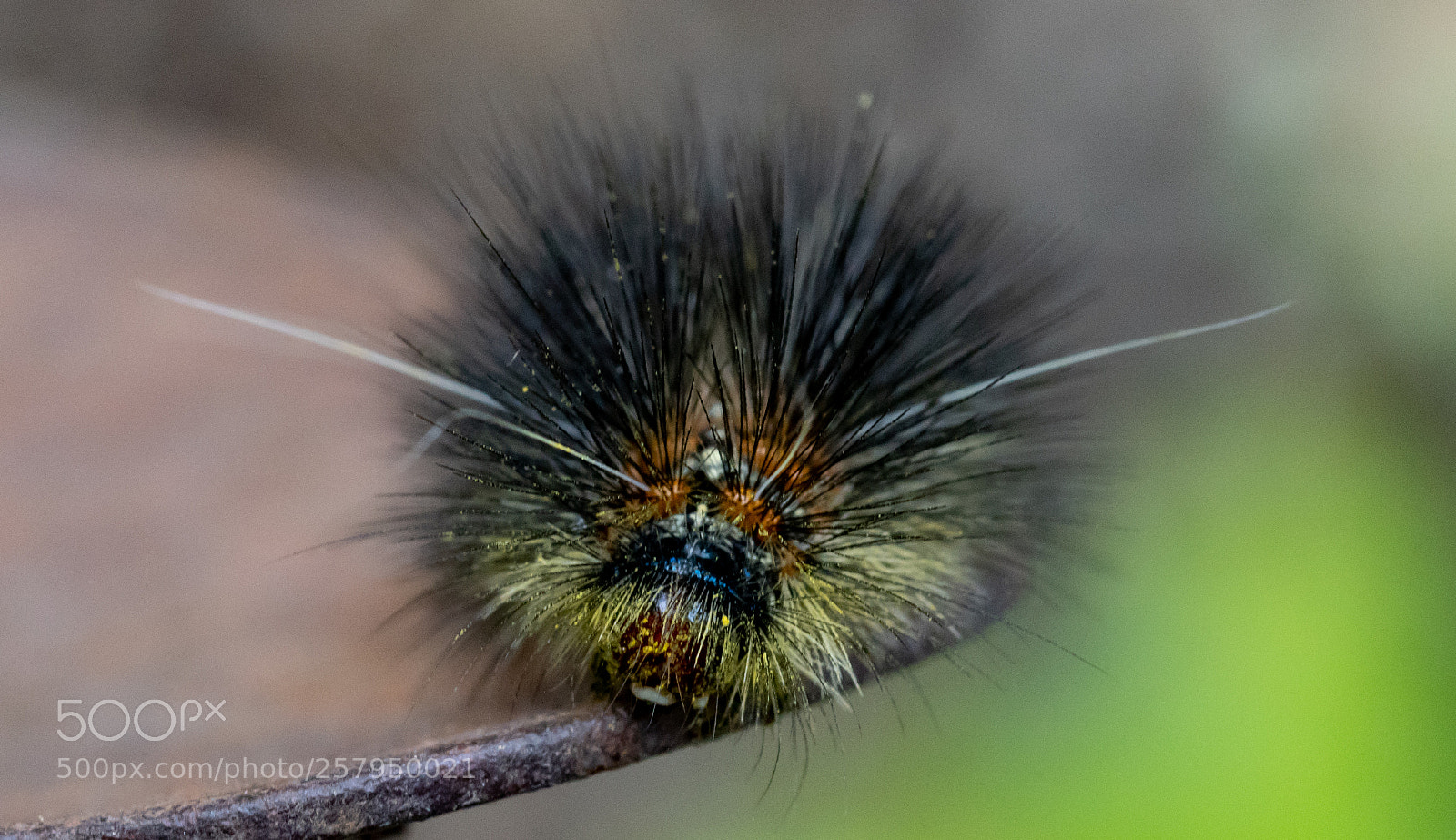 Sony a7R III sample photo. Shaggy photography