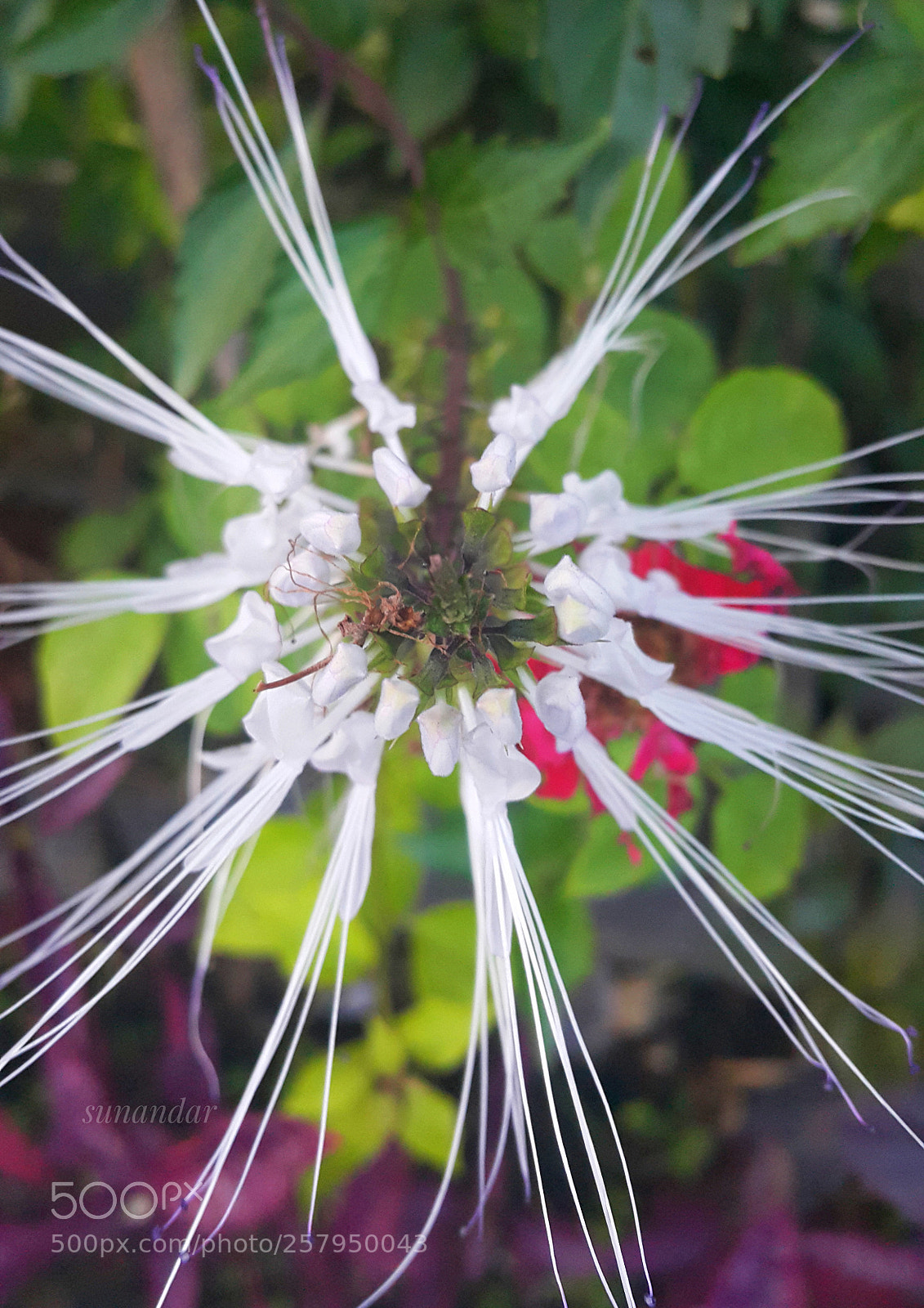 Samsung Galaxy Note4 sample photo. Kumis ucing photography