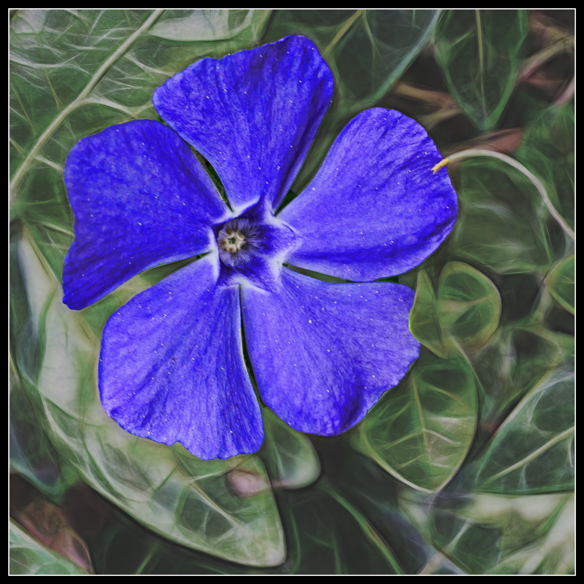 Panasonic Lumix DMC-G85 (Lumix DMC-G80) sample photo. Periwinkle 2 photography