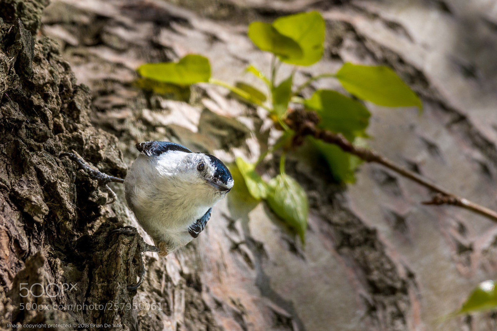 Nikon D7100 sample photo. Who will blink first? photography