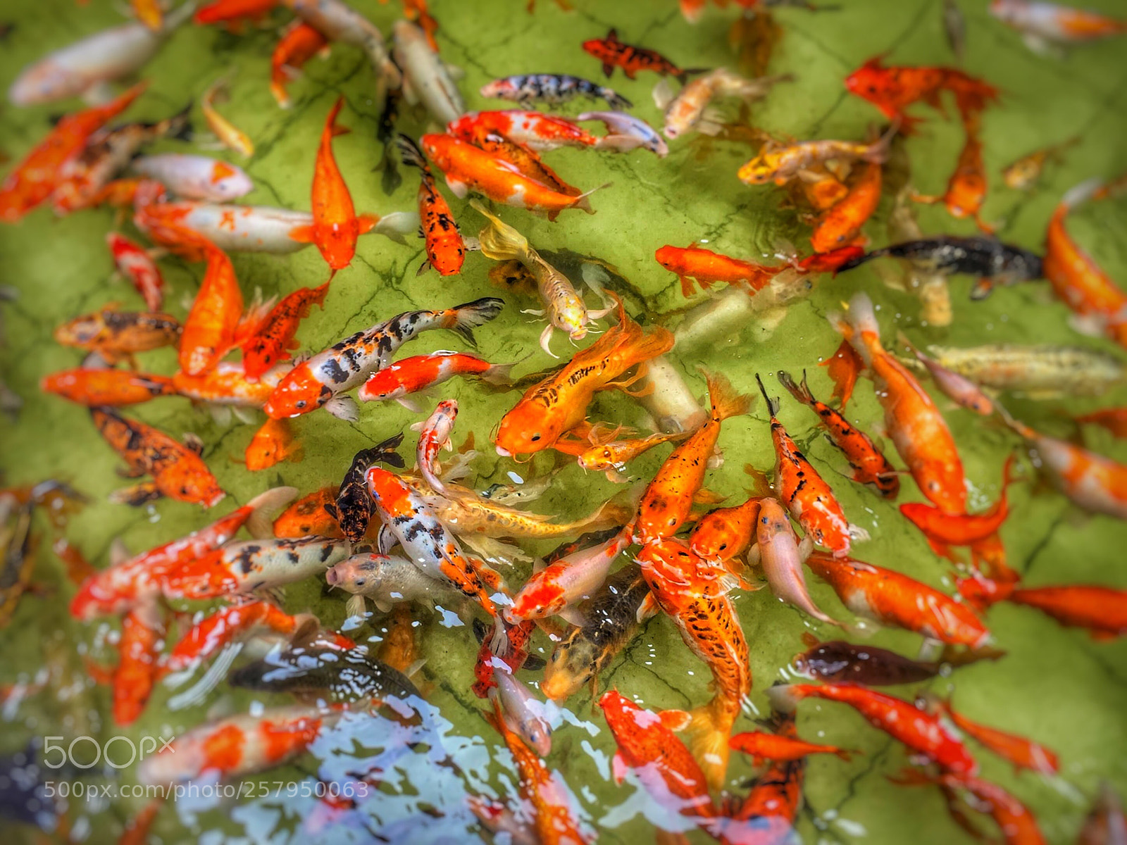 Apple iPhone 6 sample photo. Aquarium fish photography