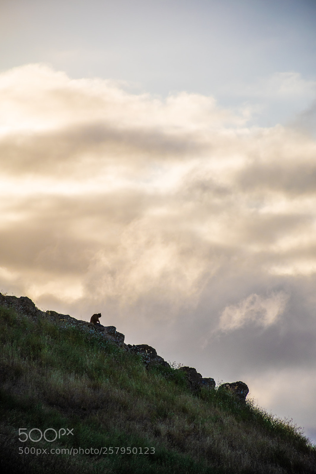 Nikon D5600 sample photo. Man on the hill photography