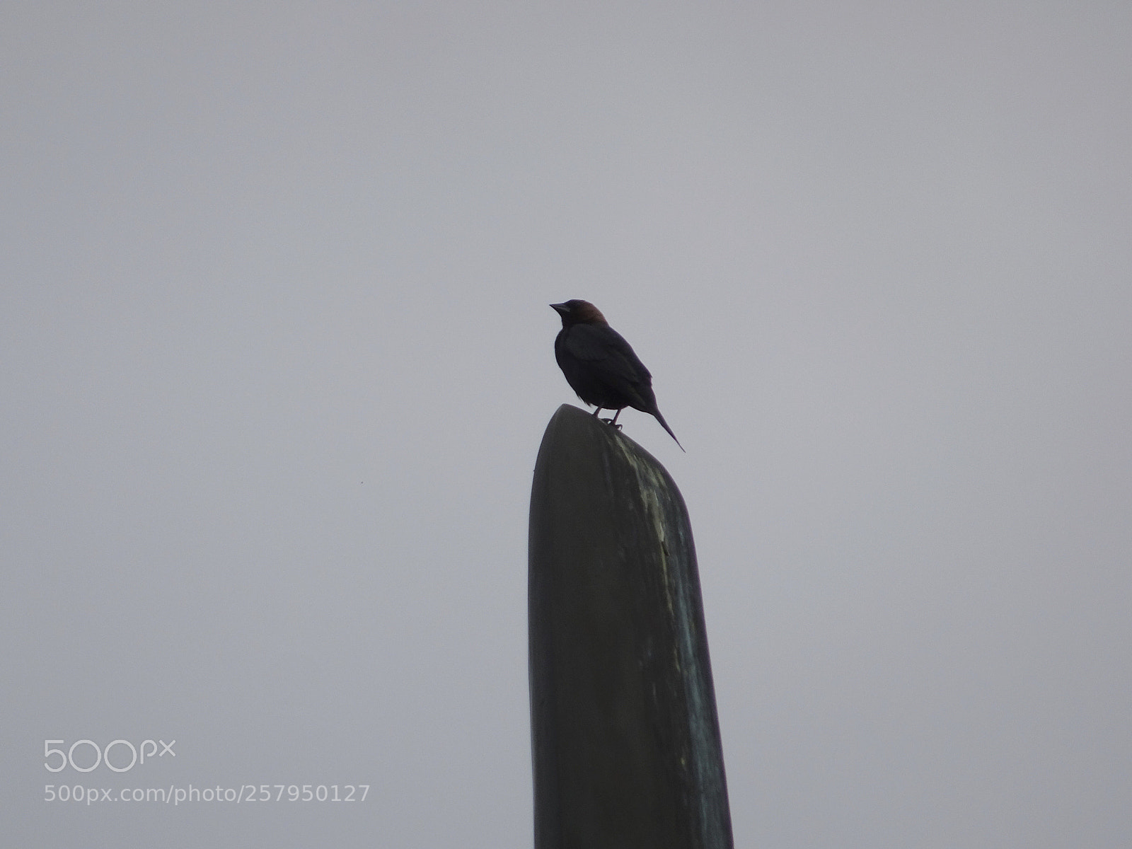 Sony Cyber-shot DSC-HX90V sample photo. The eternal perch photography