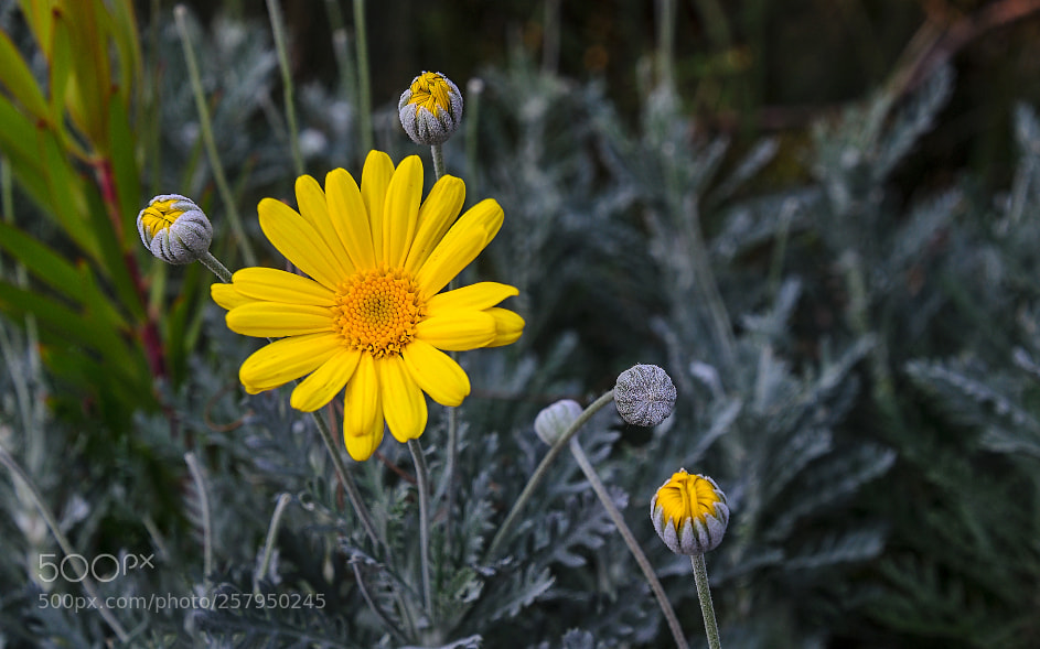 Nikon D7000 sample photo. 180501-013 flower buds yellow photography
